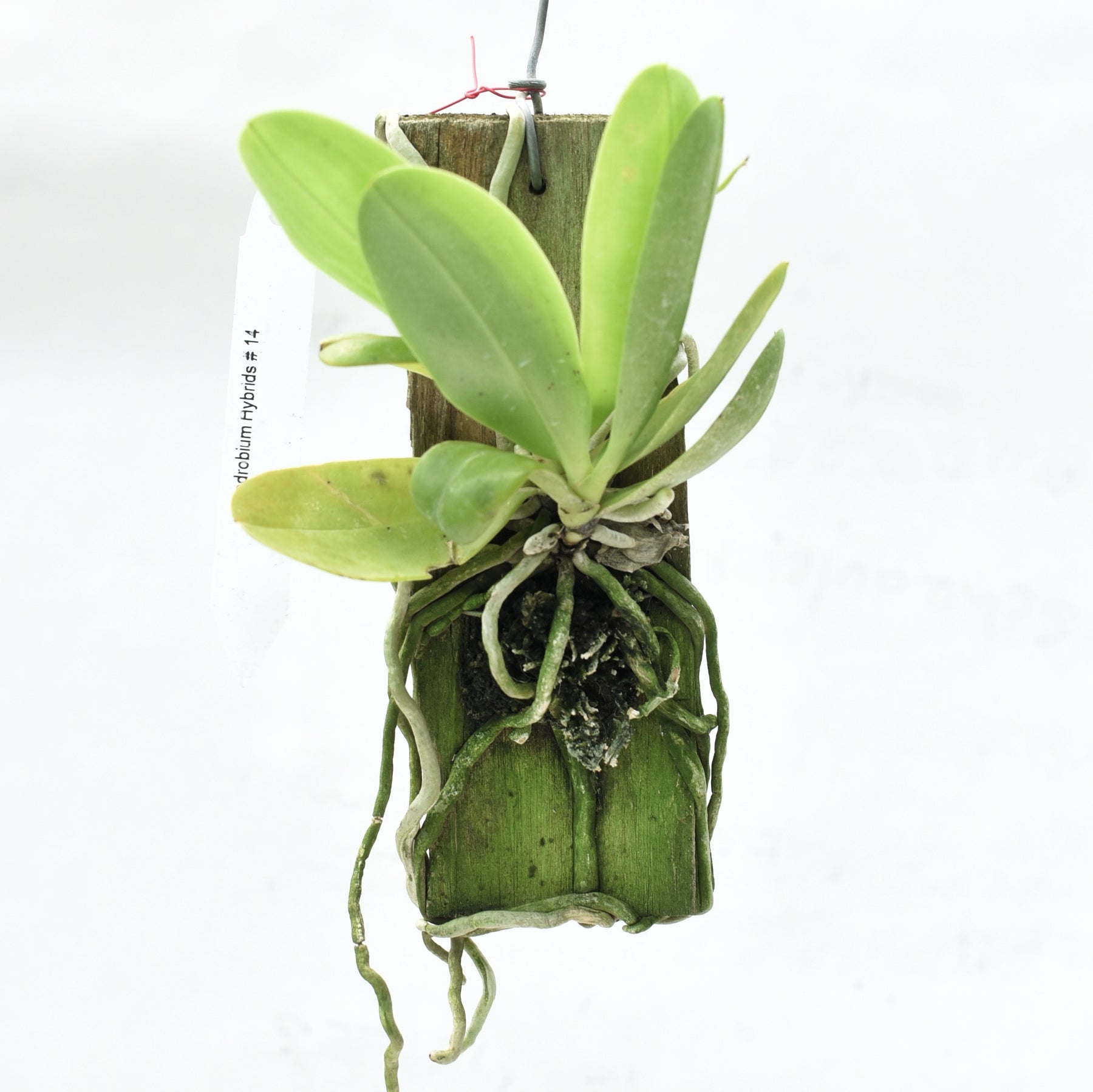 Phalaenopsis Cornu-cervi ‘Red’