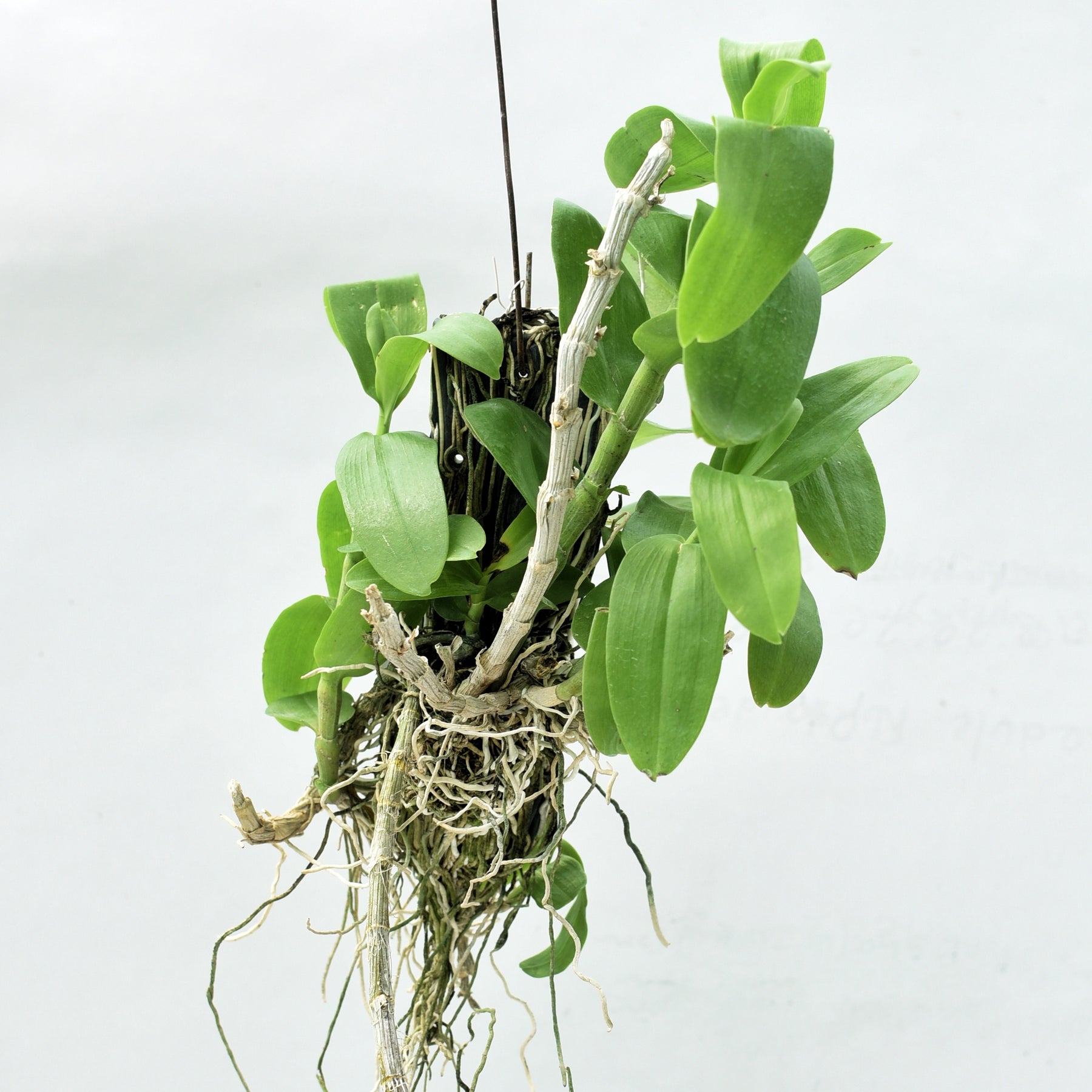 With its easy-care requirements and unique appeal, the Dendrobium Parishii orchid is the perfect choice to enhance your living space.
