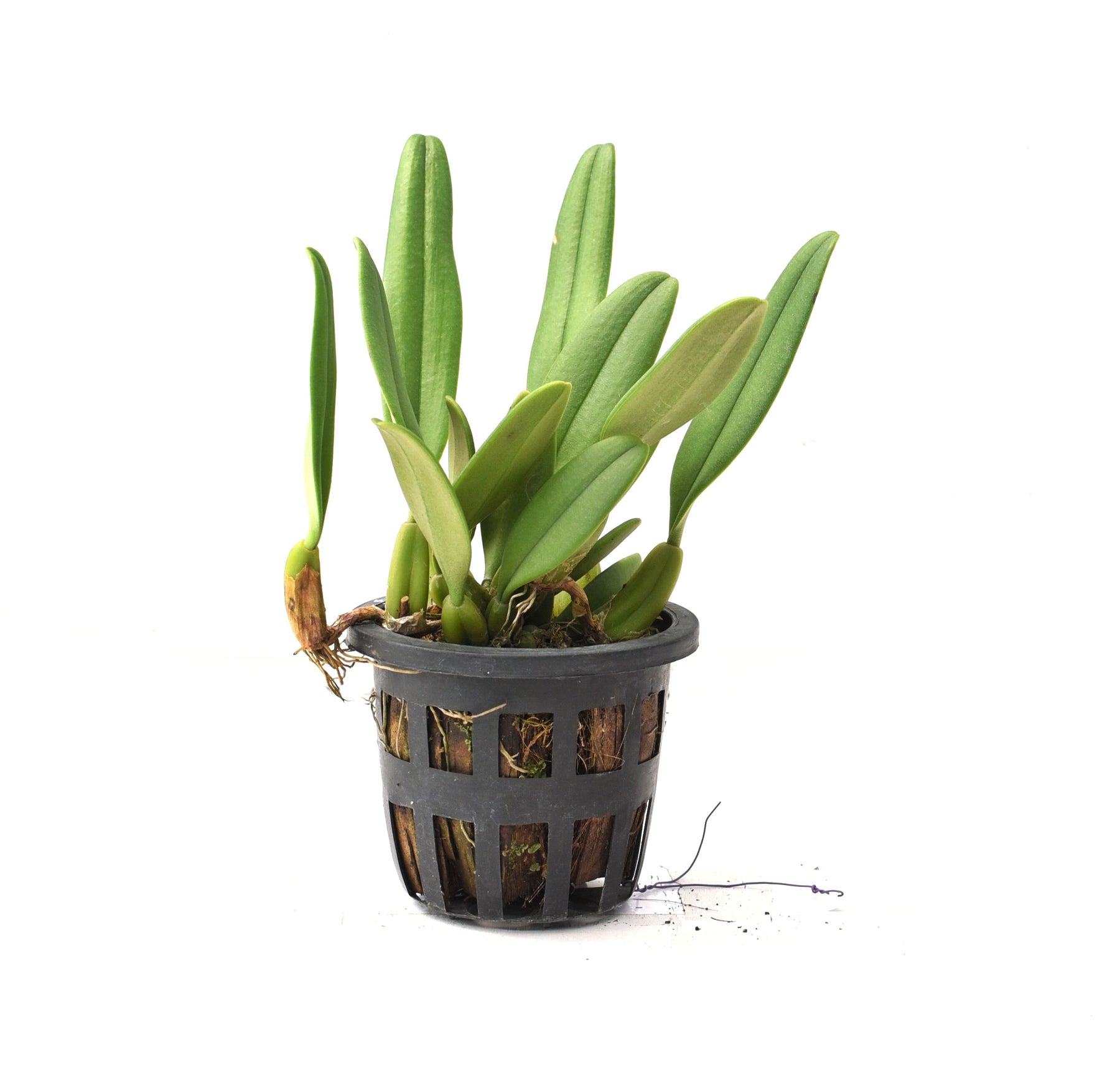 Bulbophyllum fascinator var. semi-seed