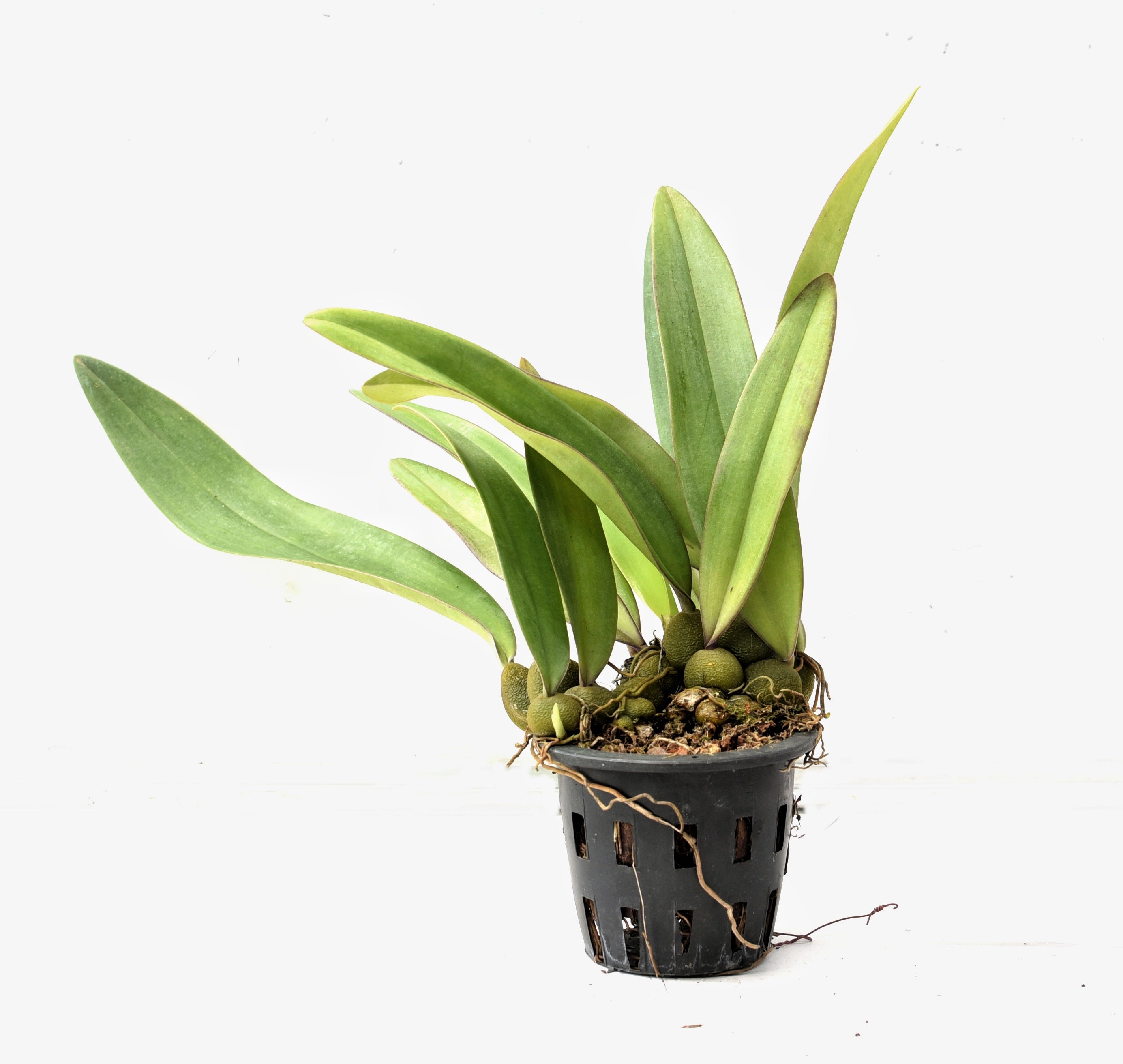 Bulbophyllum cruentum x Bulbophyllum phalaenopsis Orchid: Striking Hybrid Blooms