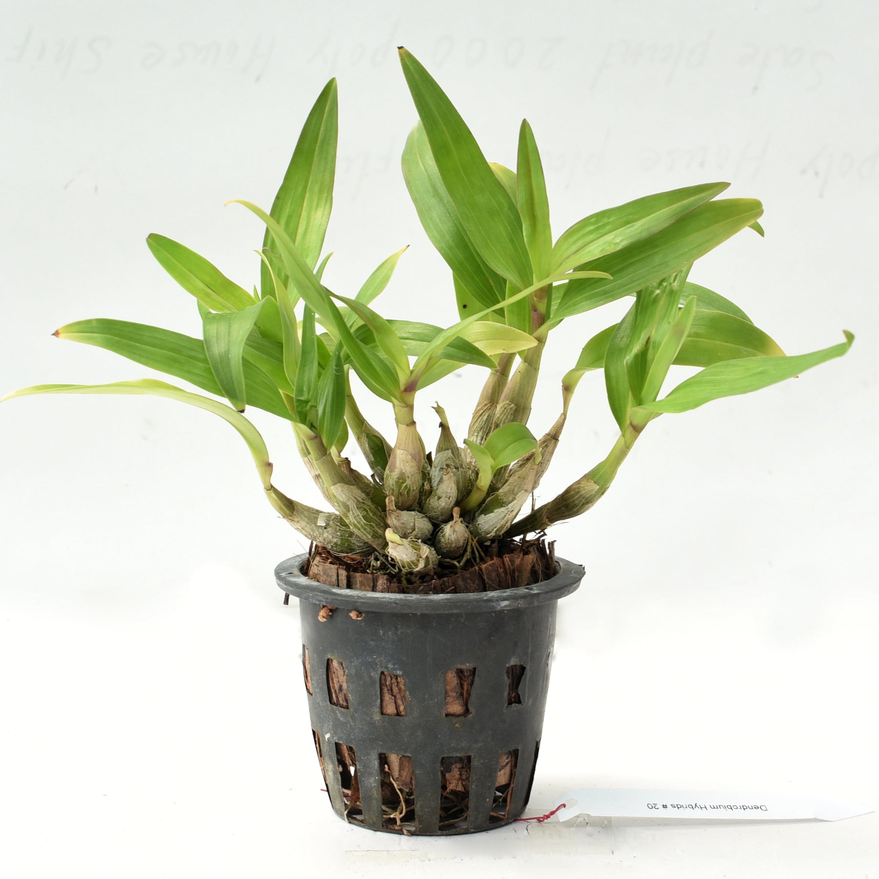 The Dendrobium Hibiki is renowned for its elegance and resilience, making it an ideal choice for orchid enthusiasts of all levels.