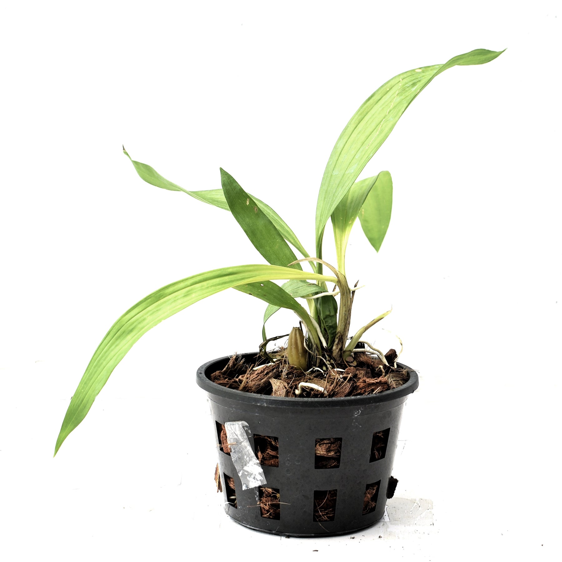 Coryanthes macrantha