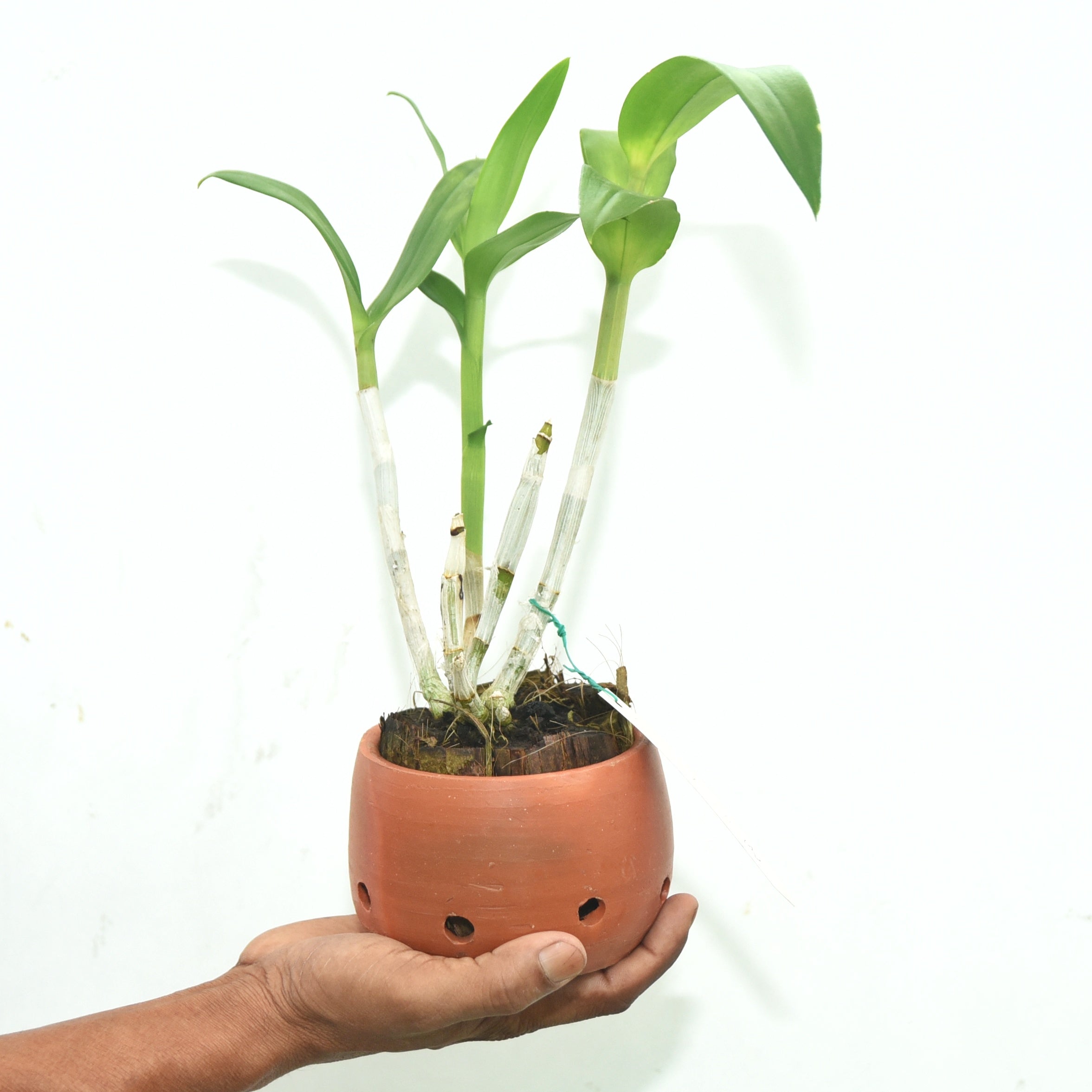 Dendrobium Visa Peach