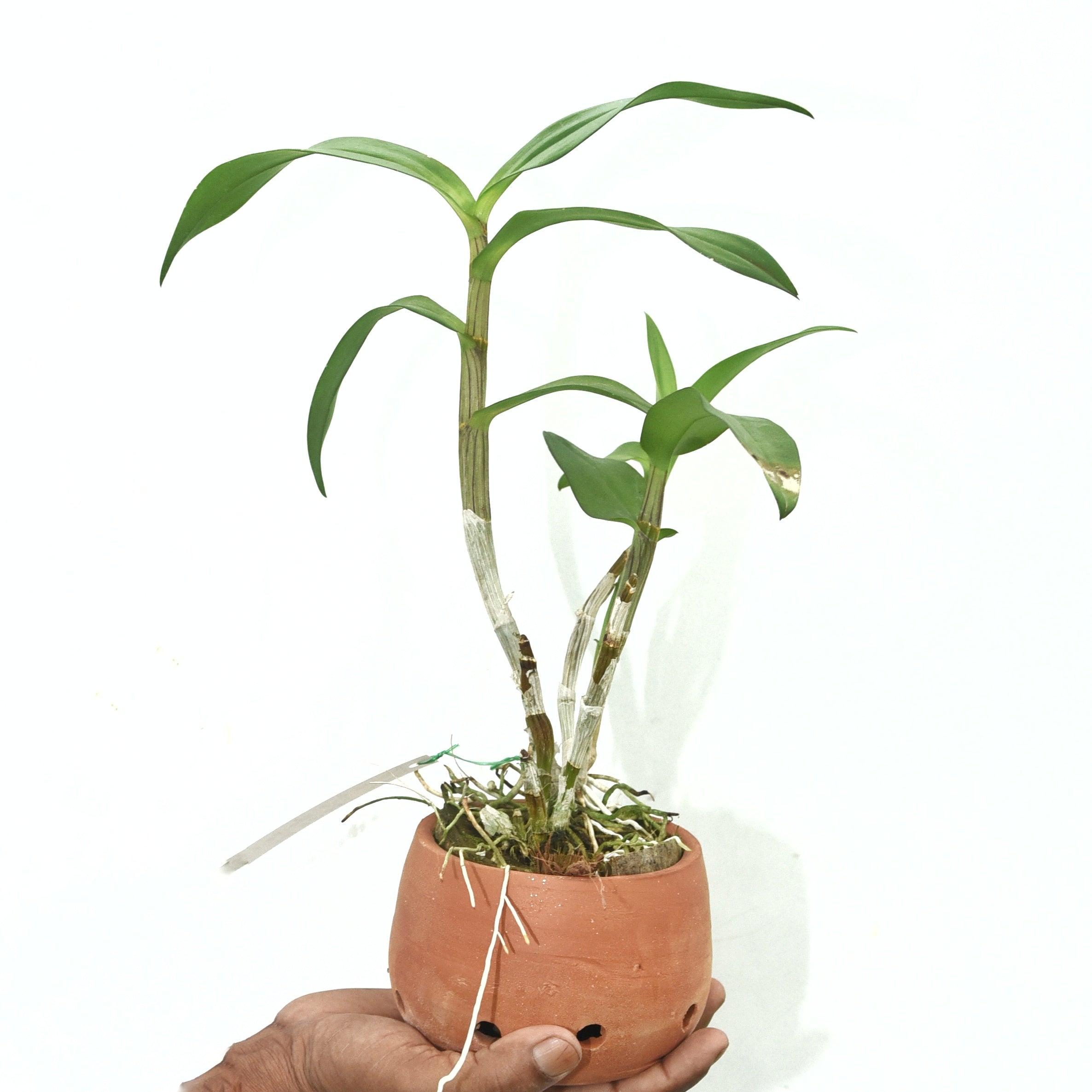 Dendrobium Areedang Green x Burana Stripe