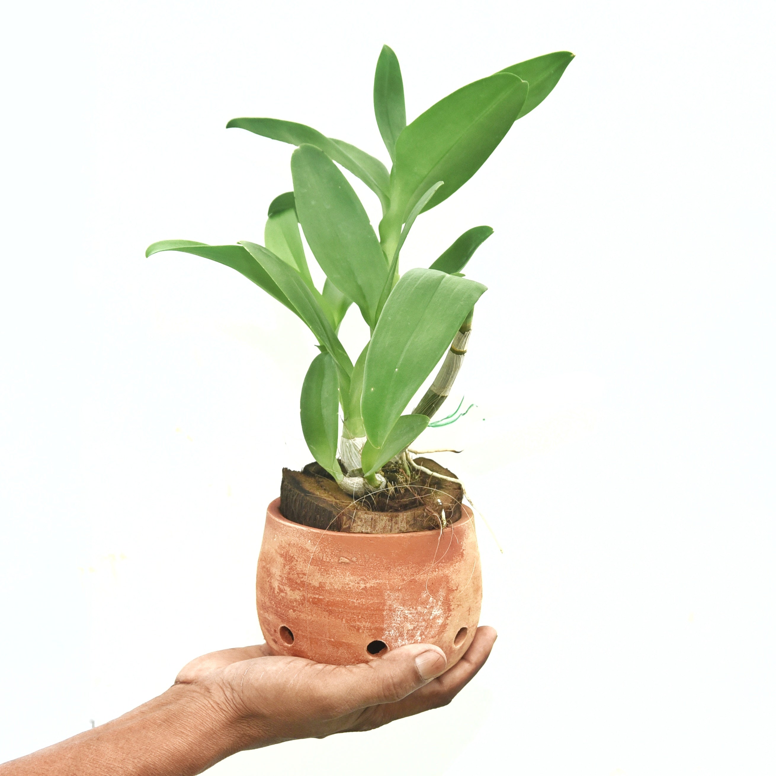 Dendrobium Areedang Green