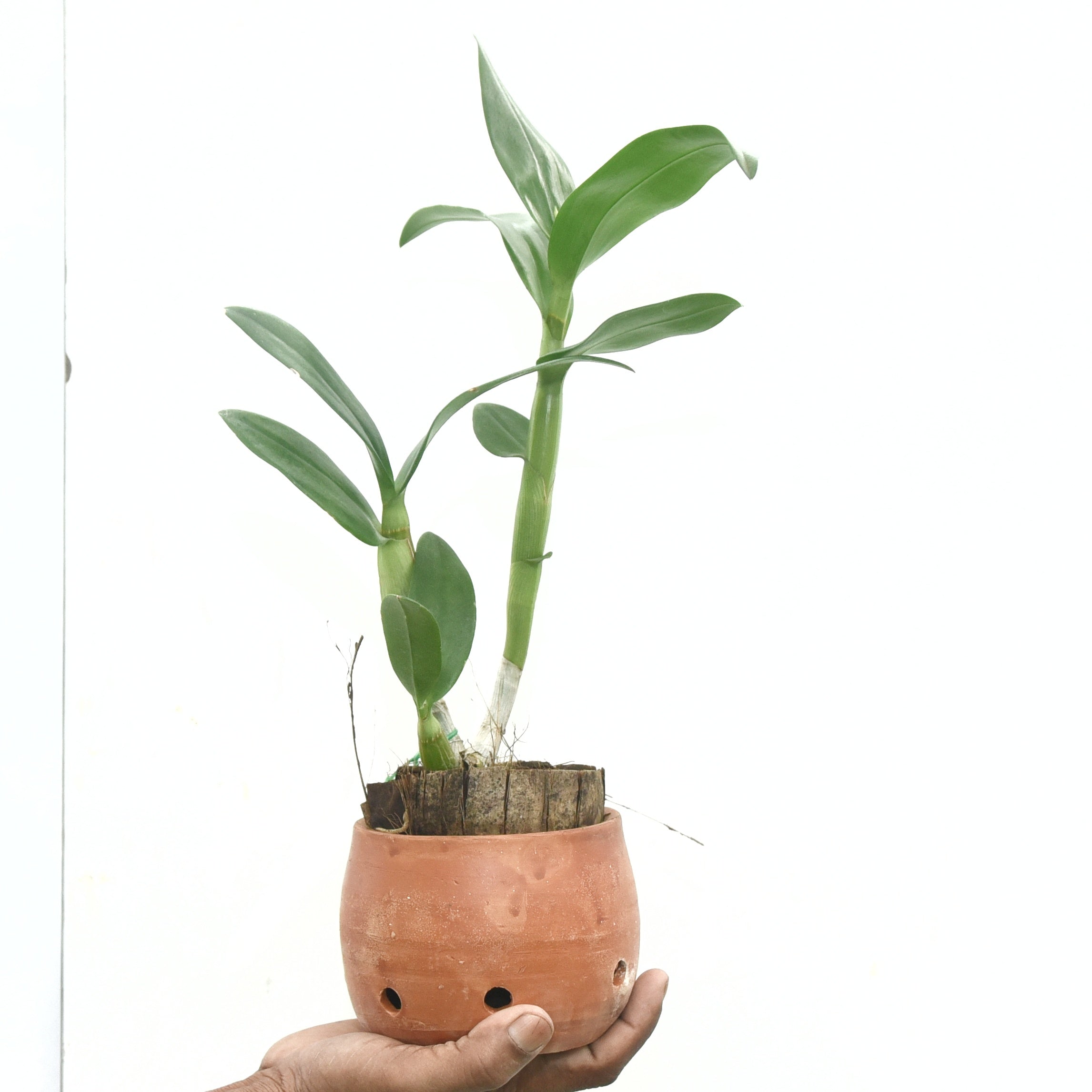 Dendrobium Pink Happy