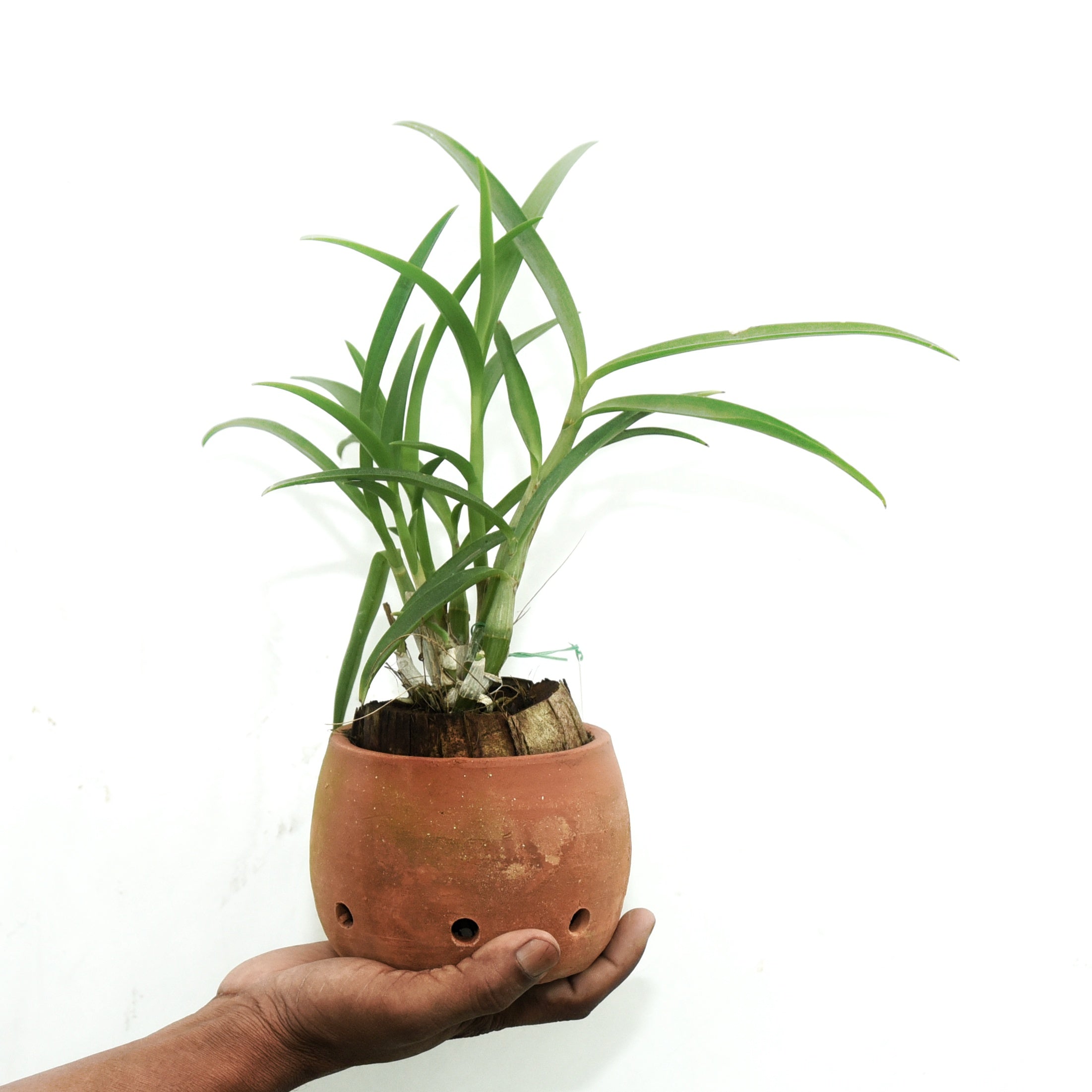 Dendrobium Meesangnil (Twisted)