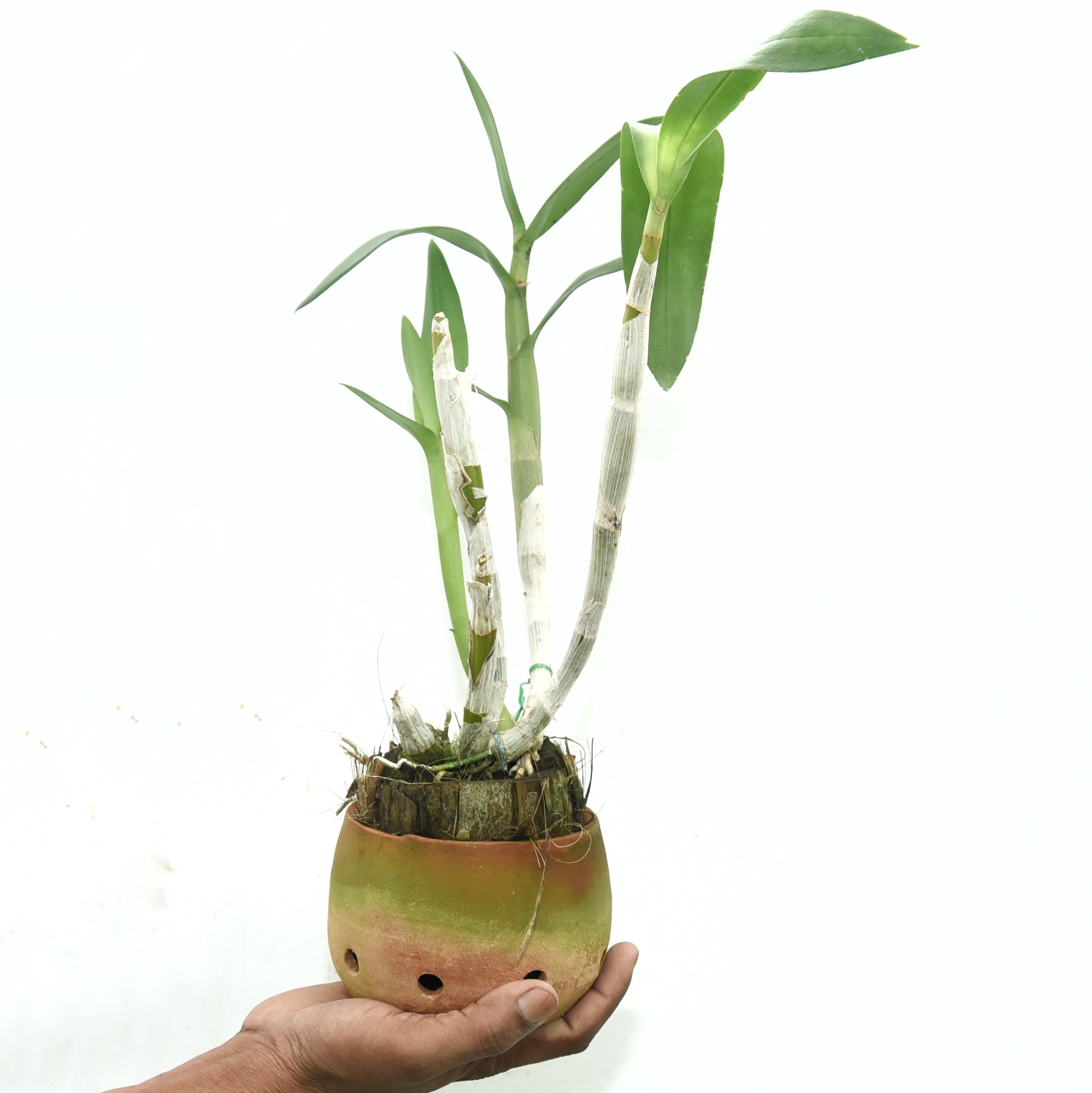 Dendrobium Pink Panda