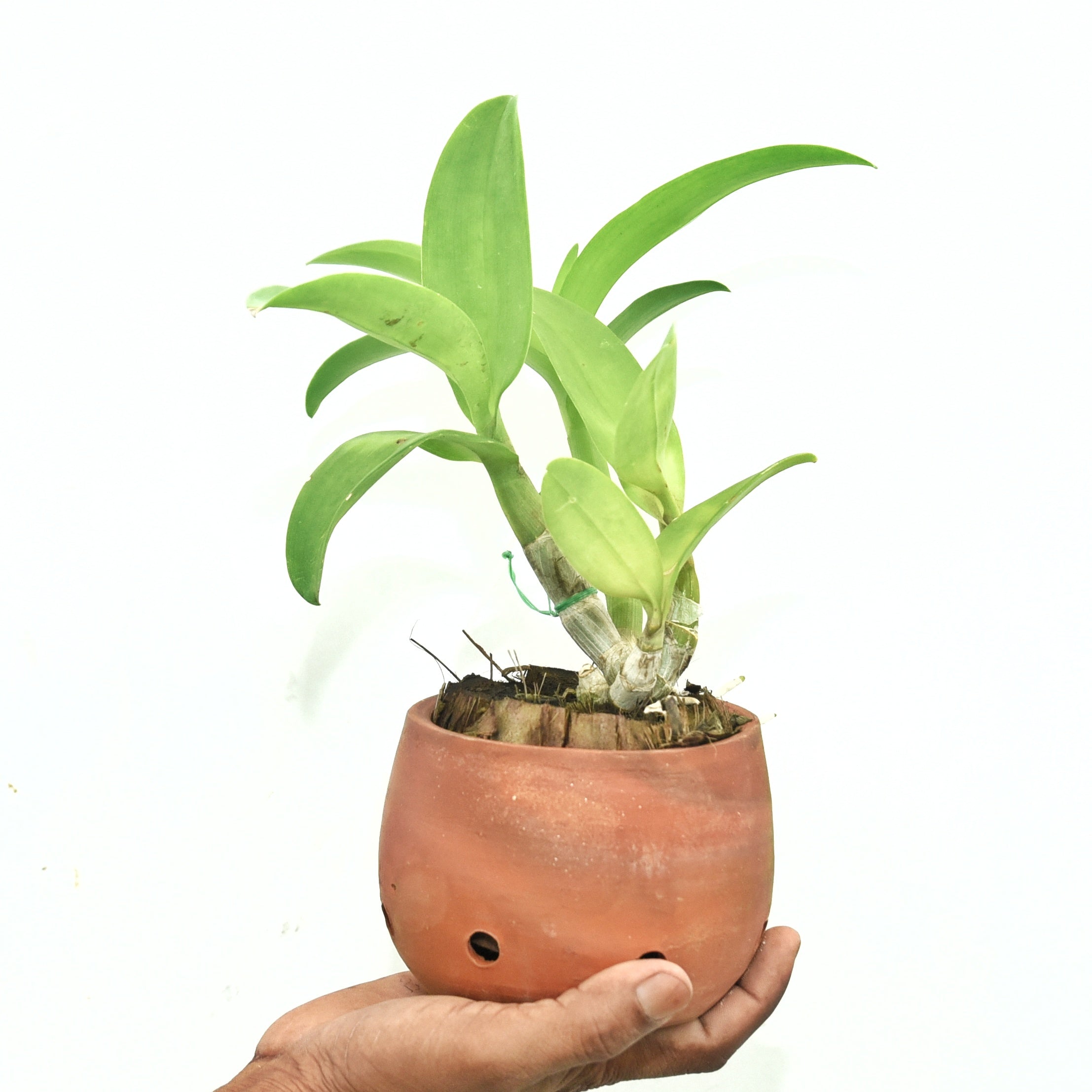 Dendrobium Tinkel Blue