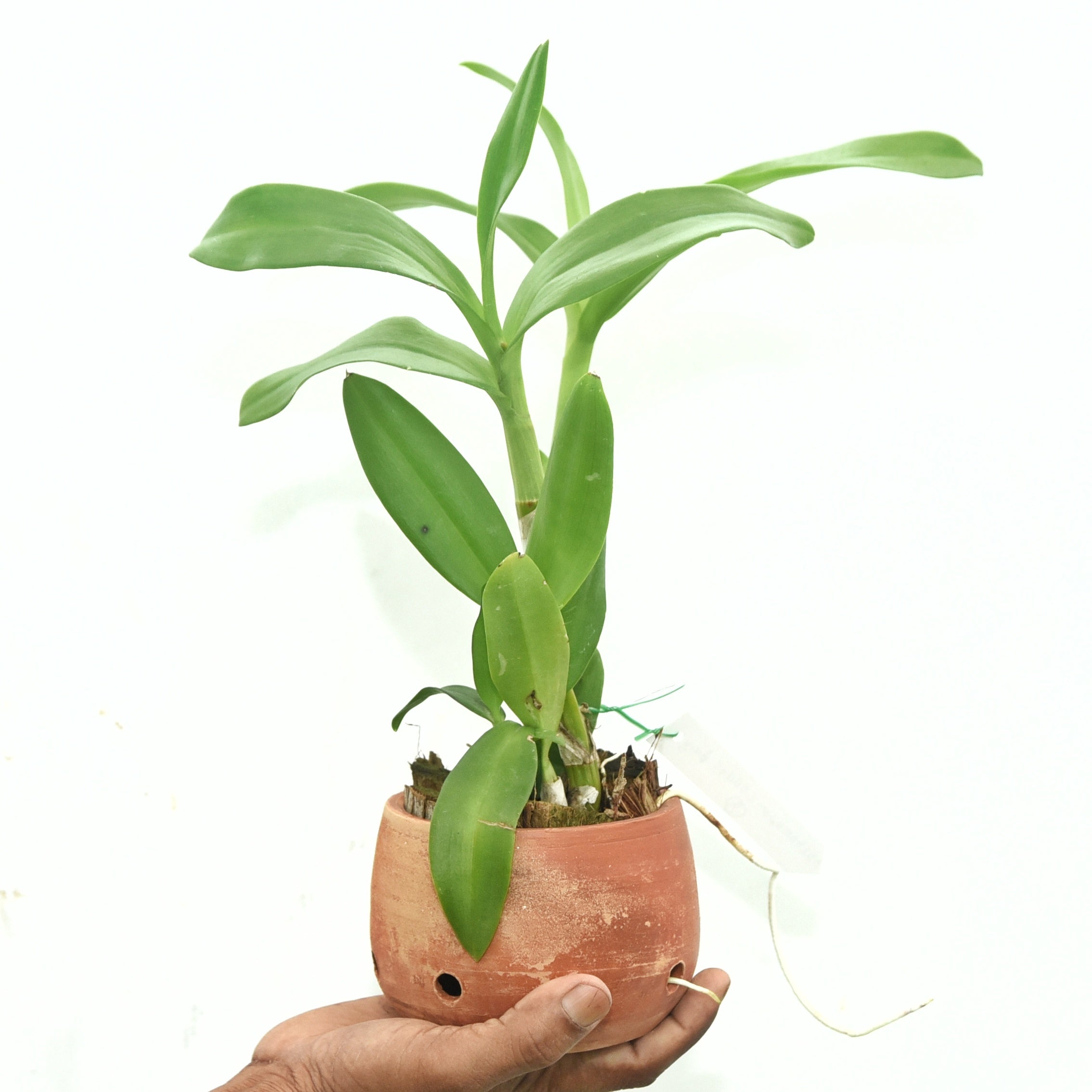 Dendrobium King Cobra (Twisted)