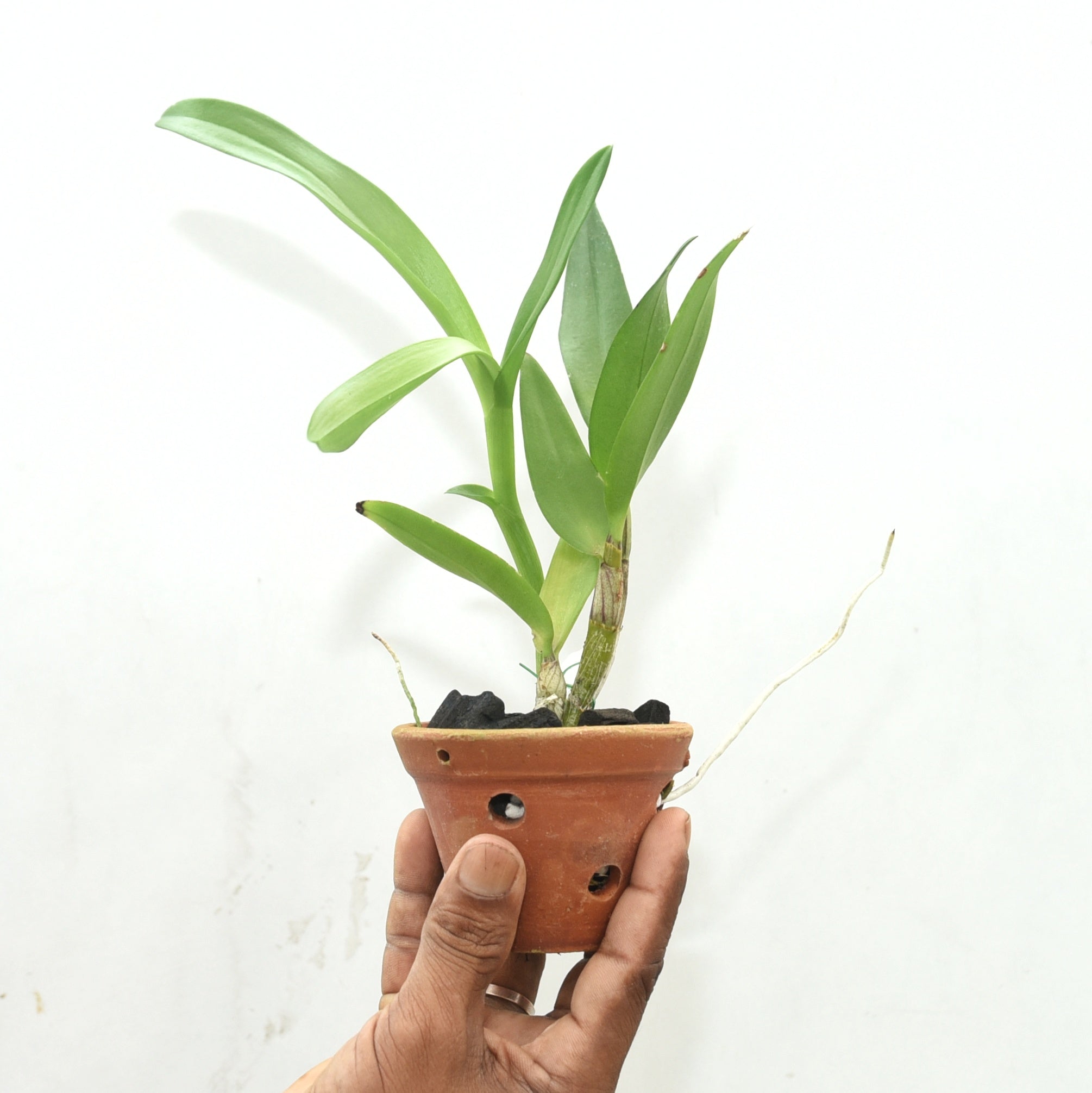 Dendrobium Ceasar 4N