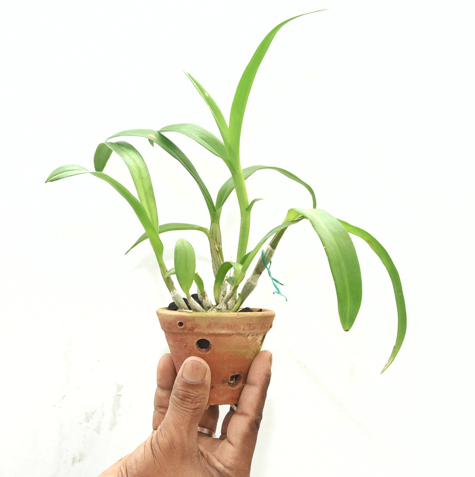 Dendrobium Dragon Pink (Den-Cat)