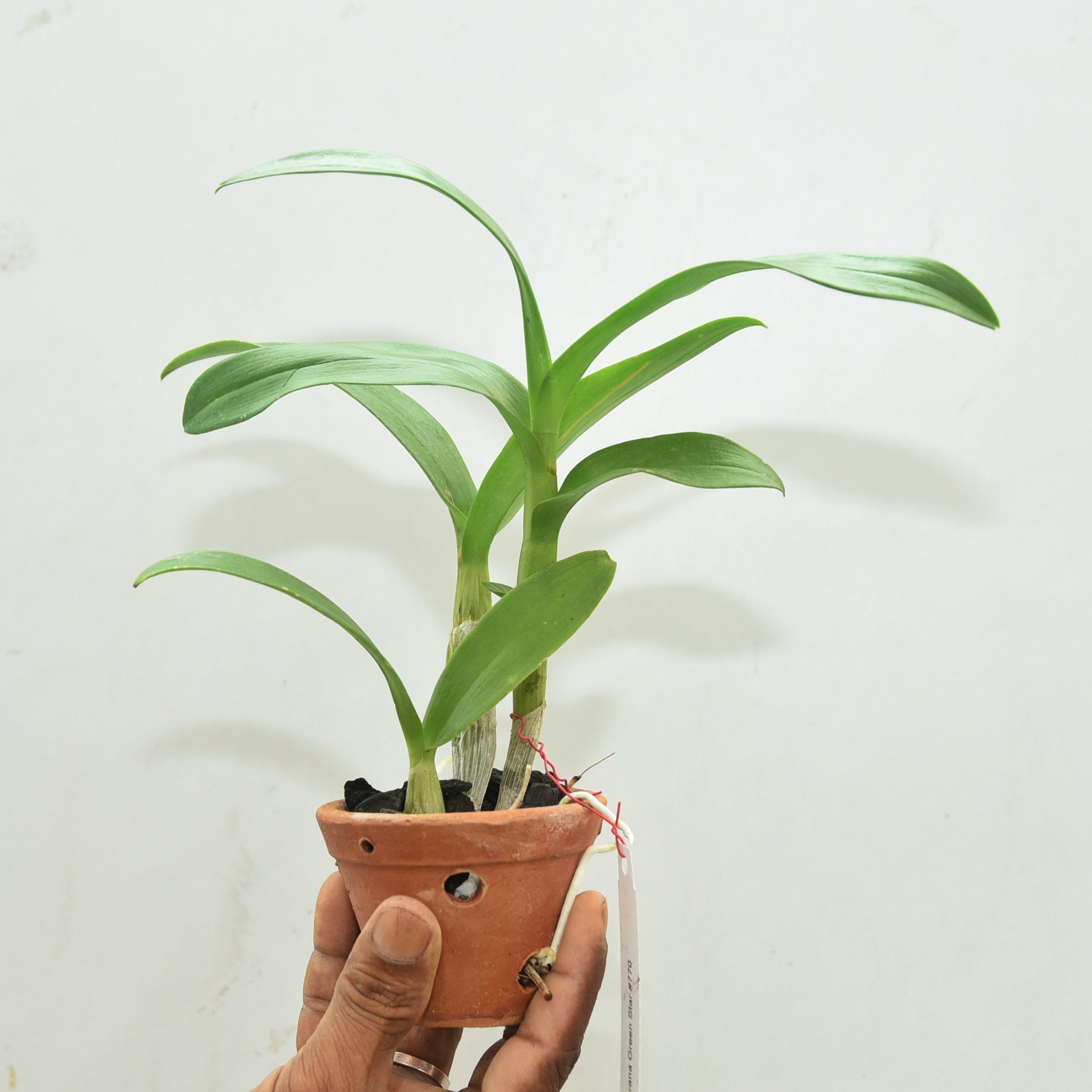 Dendrobium Burana Green Star