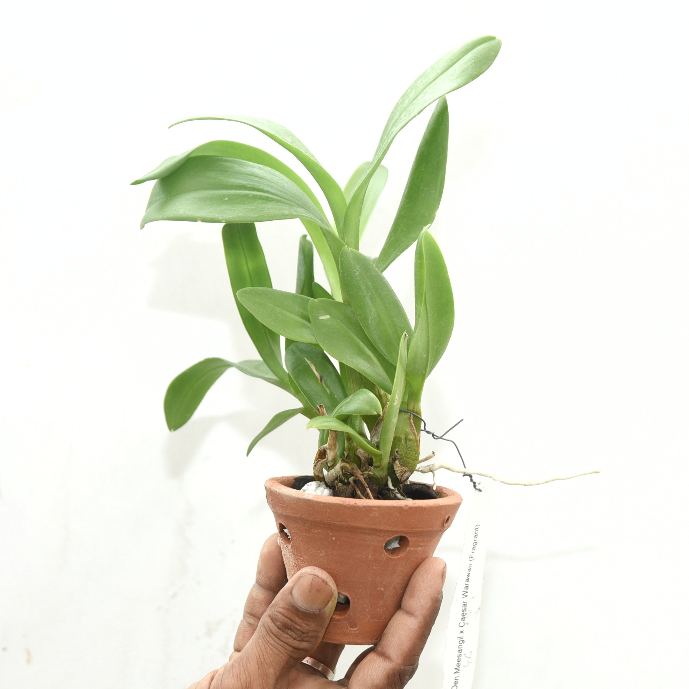 Dendrobium Meesangnil Warawan (Fragrant)