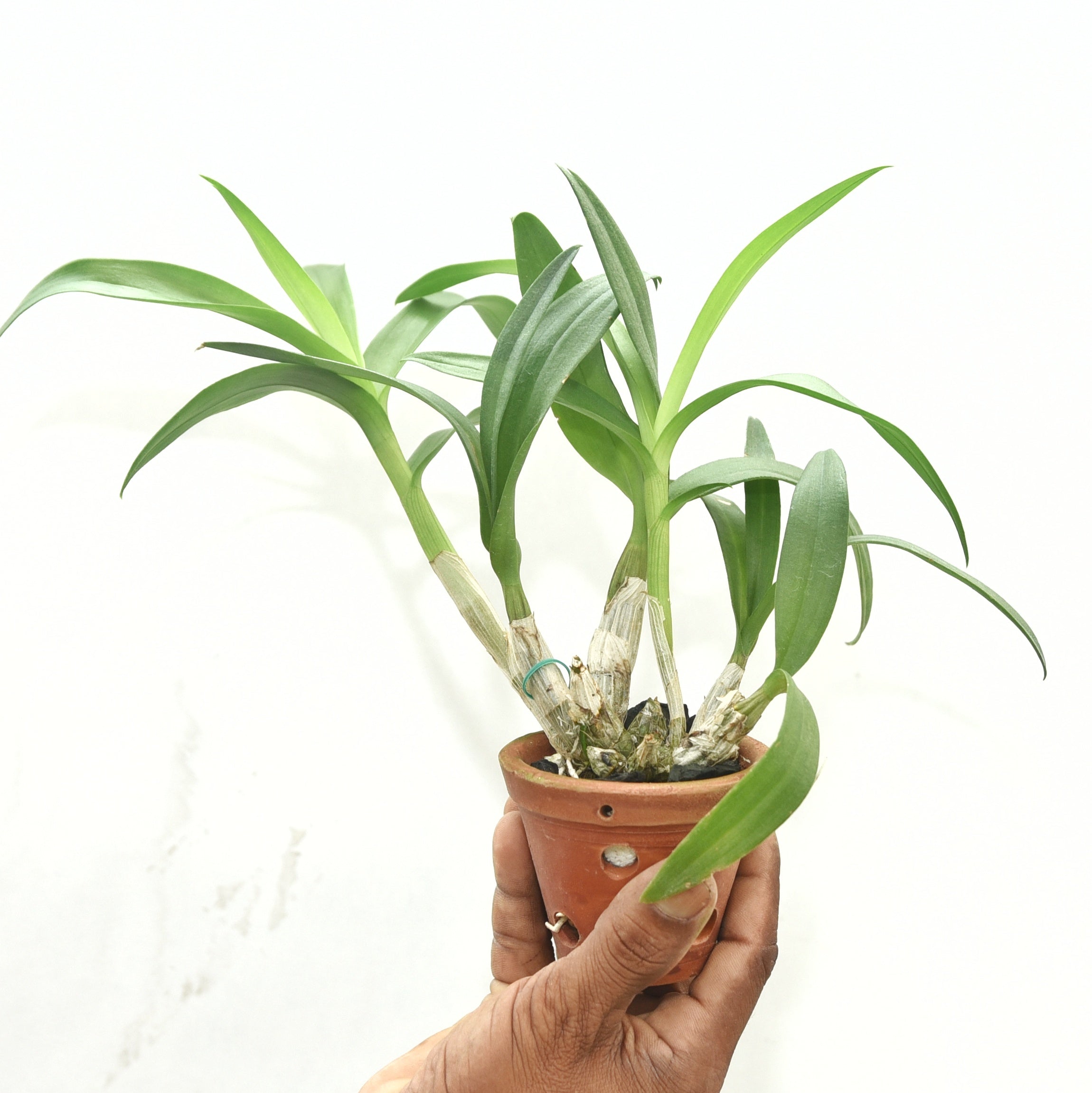 Dendrobium Apichart Rainbow (Compactum)