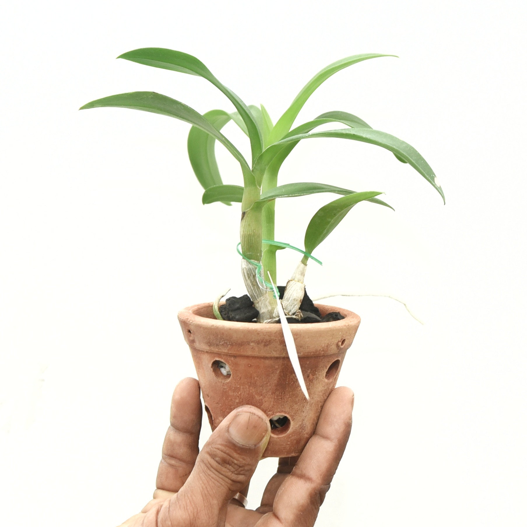 Dendrobium Morning Sun