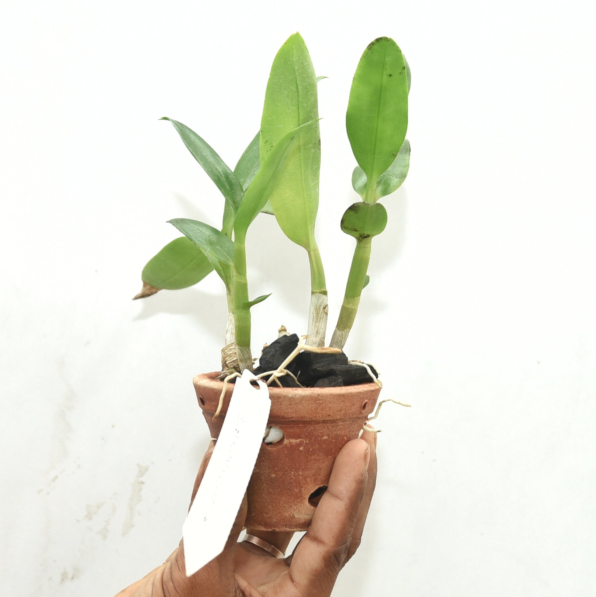 Dendrobium Judy Ruth x Lasianthera