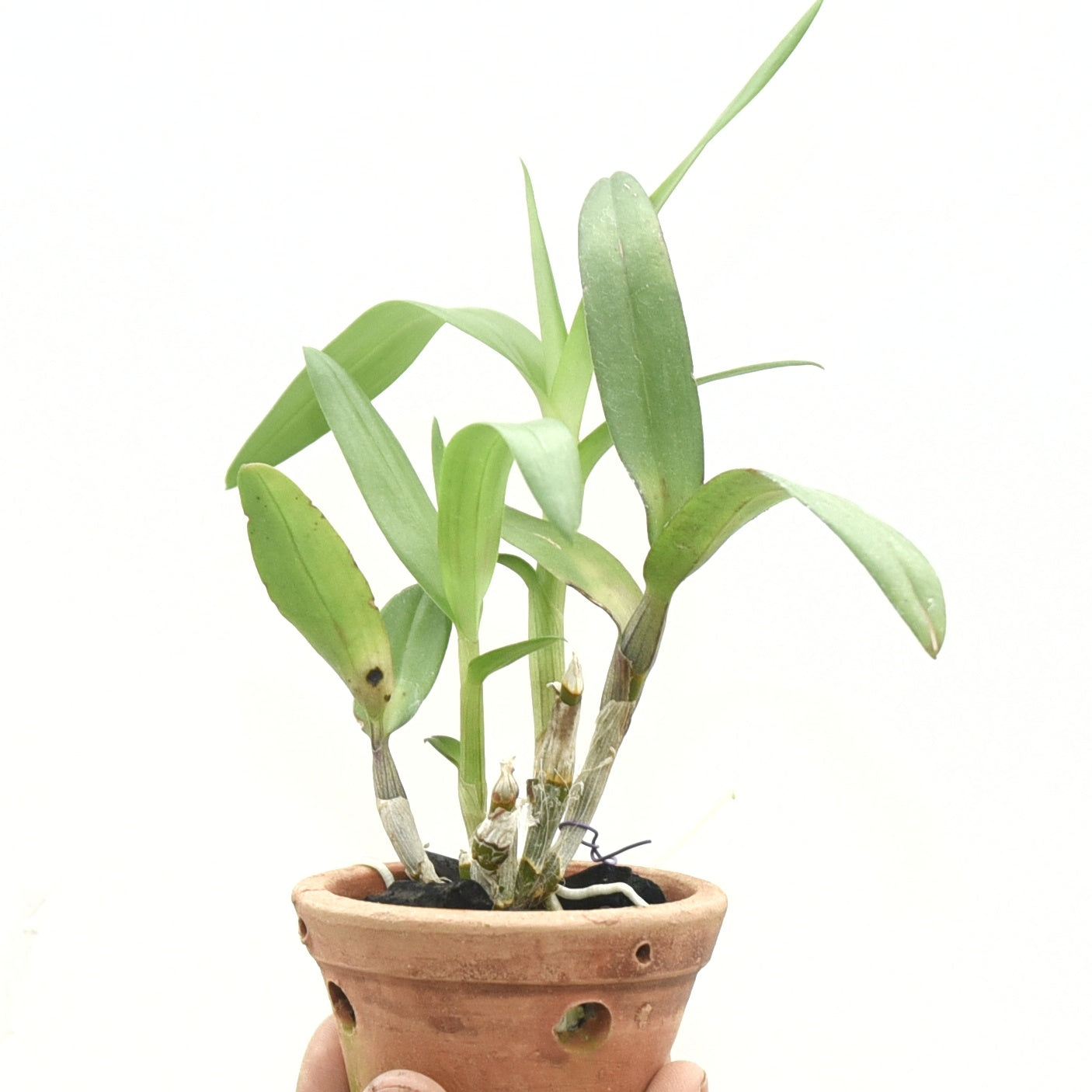 Dendrobium Thacheen Splash (Den-Cat)