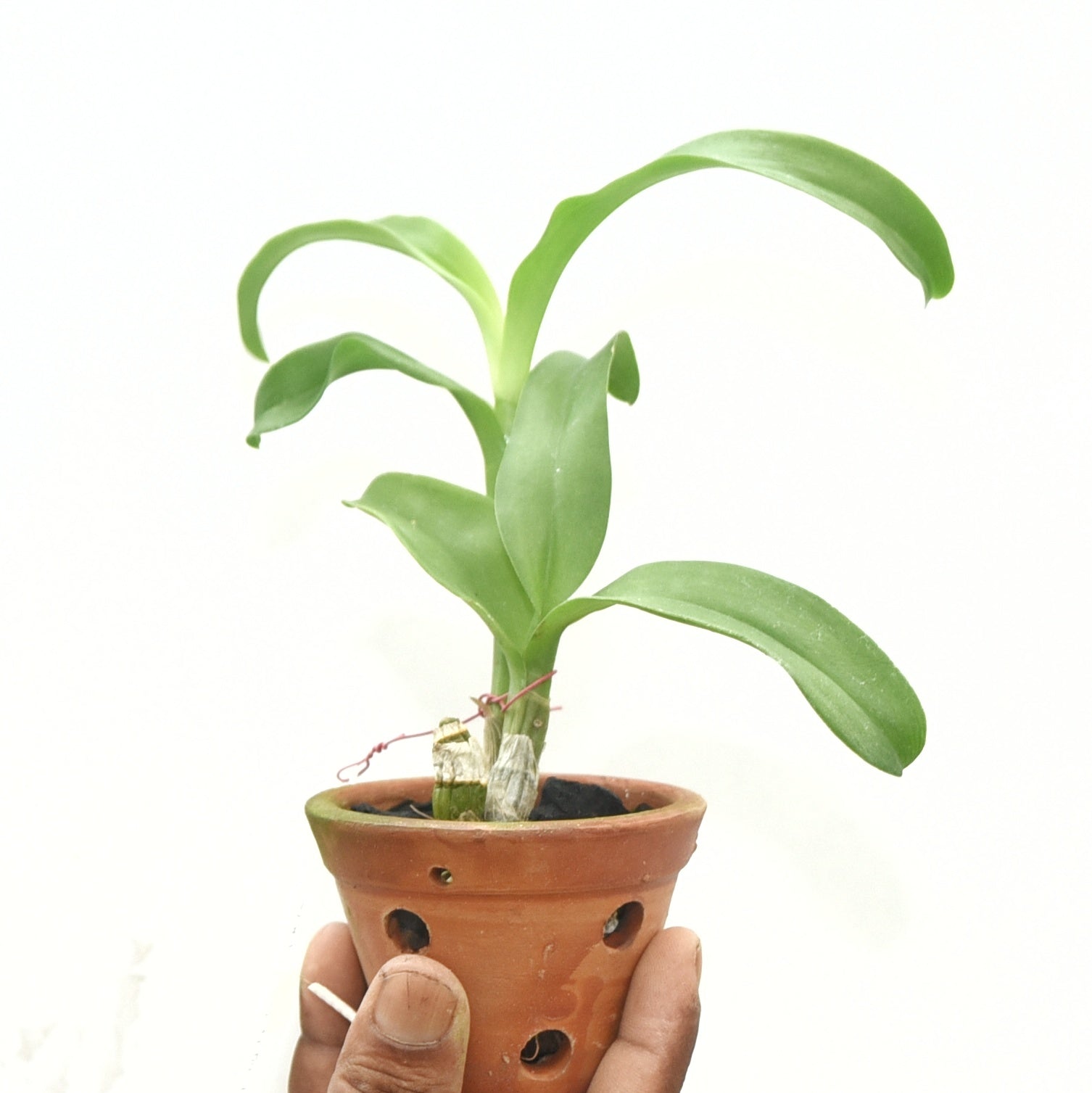 Dendrobium Thongchai Gold 3 lip