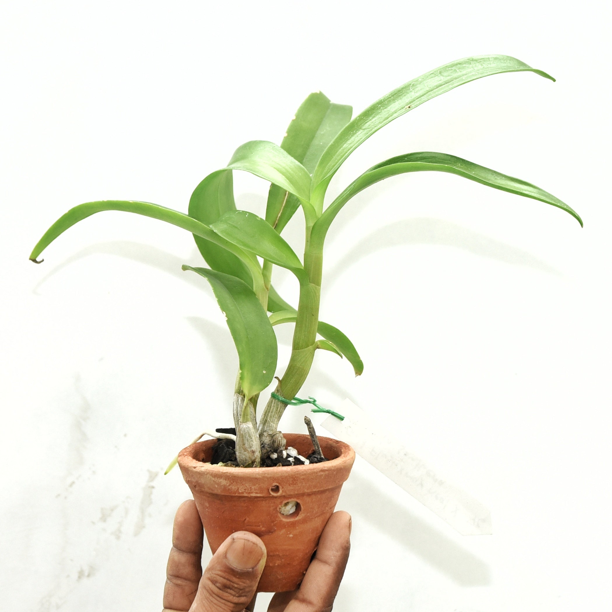 Dendrobium Gold Flush Lasianthera