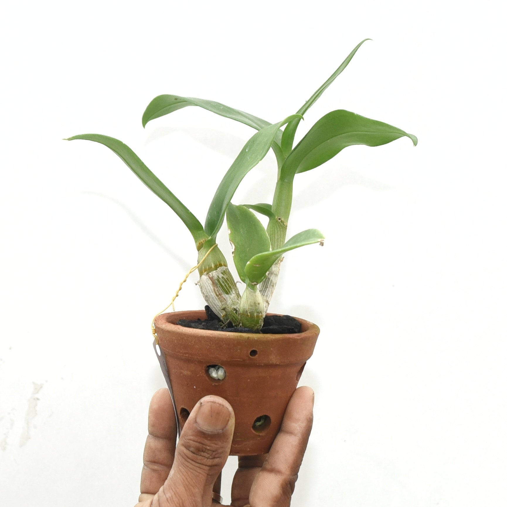 Dendrobium Ekapol Splash