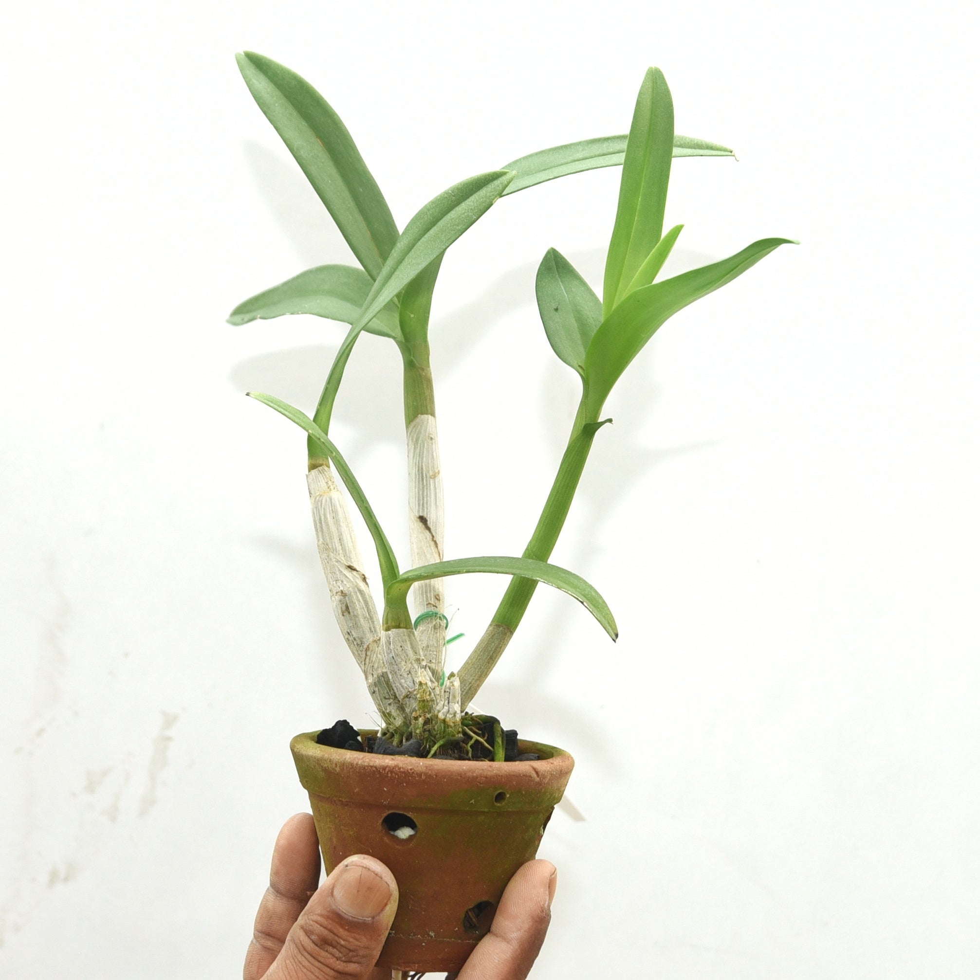 Dendrobium Ceasar Red Big Lip