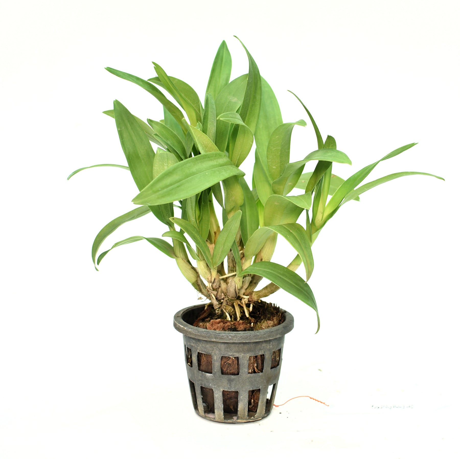 Dendrobium Emma Pround King