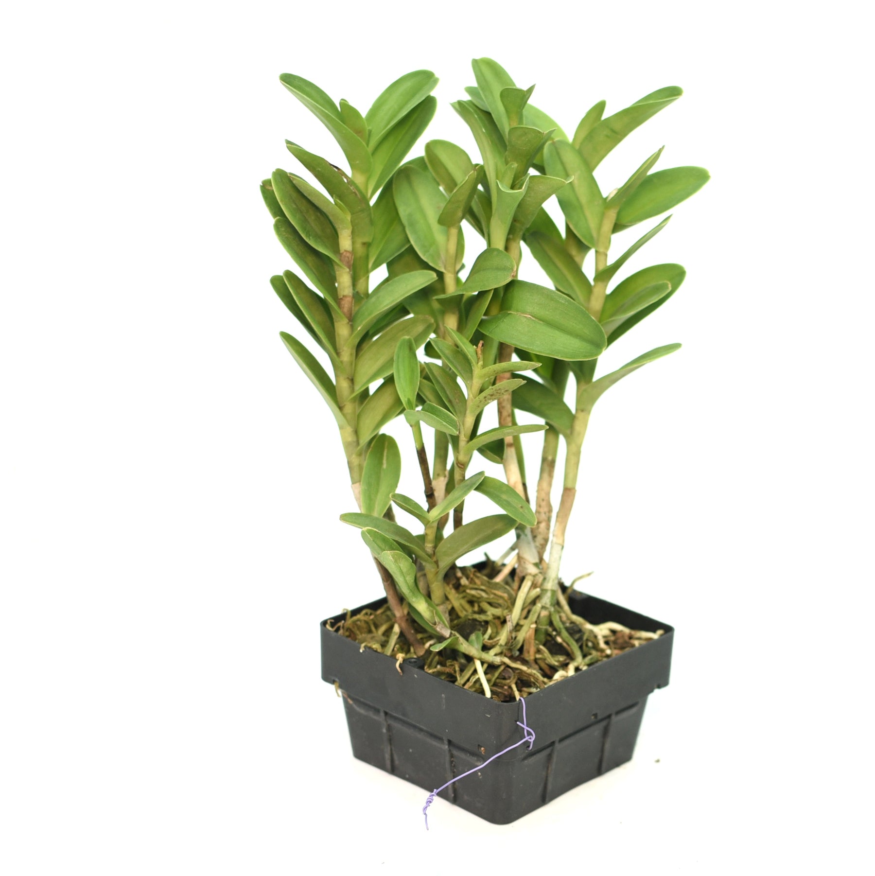 Epidendrum Red