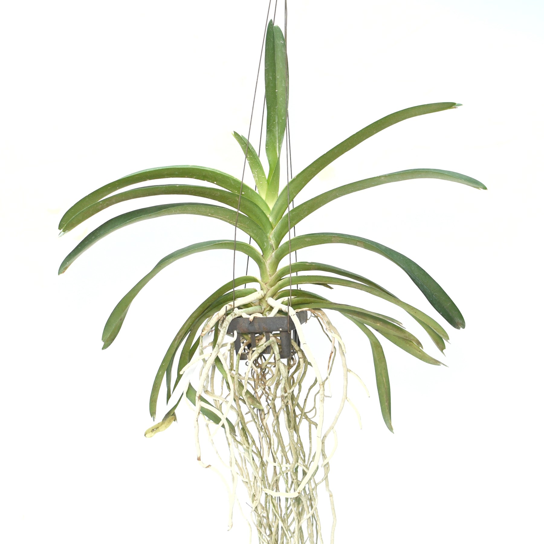 Vanda Yellow Butterfly Brown