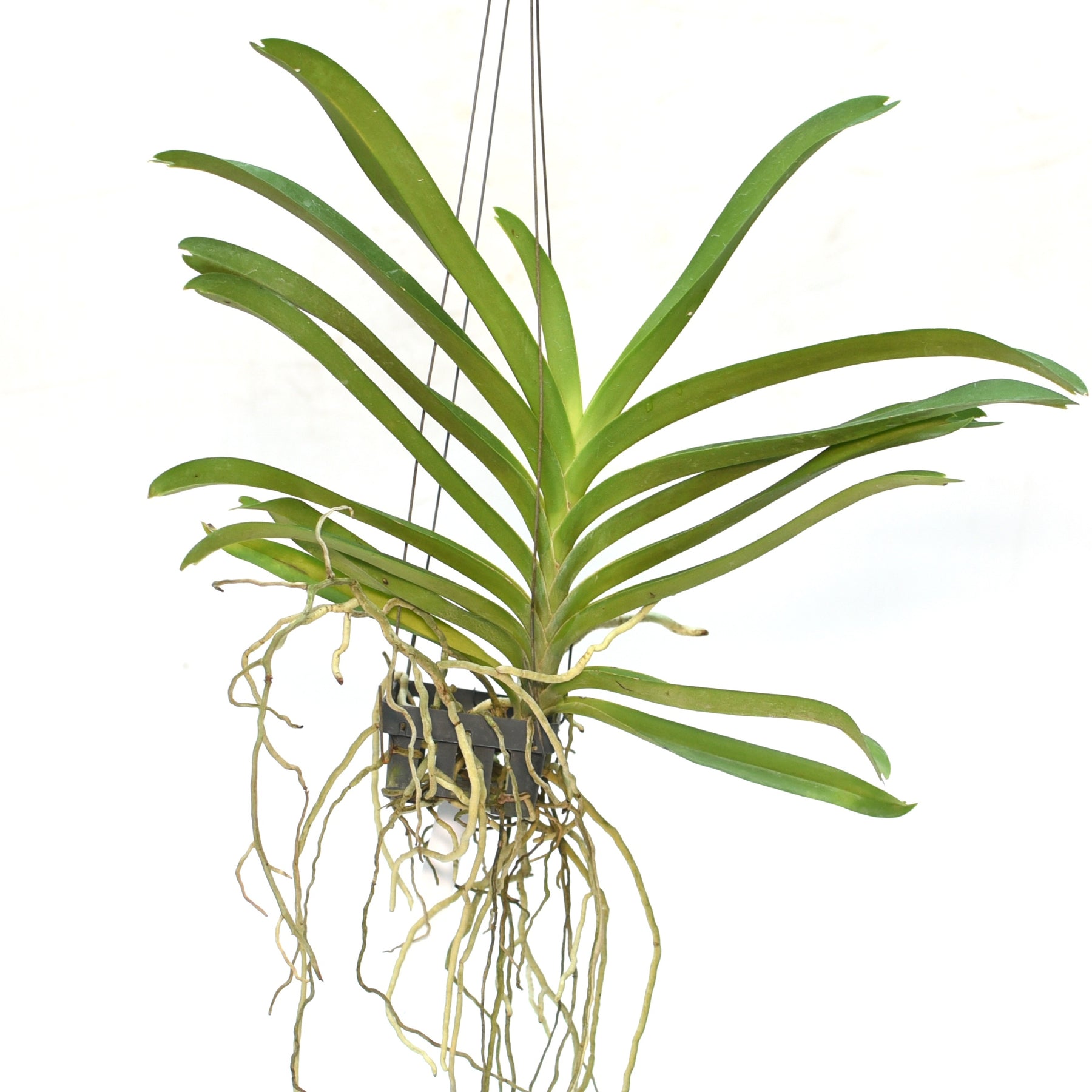 Vanda Ami