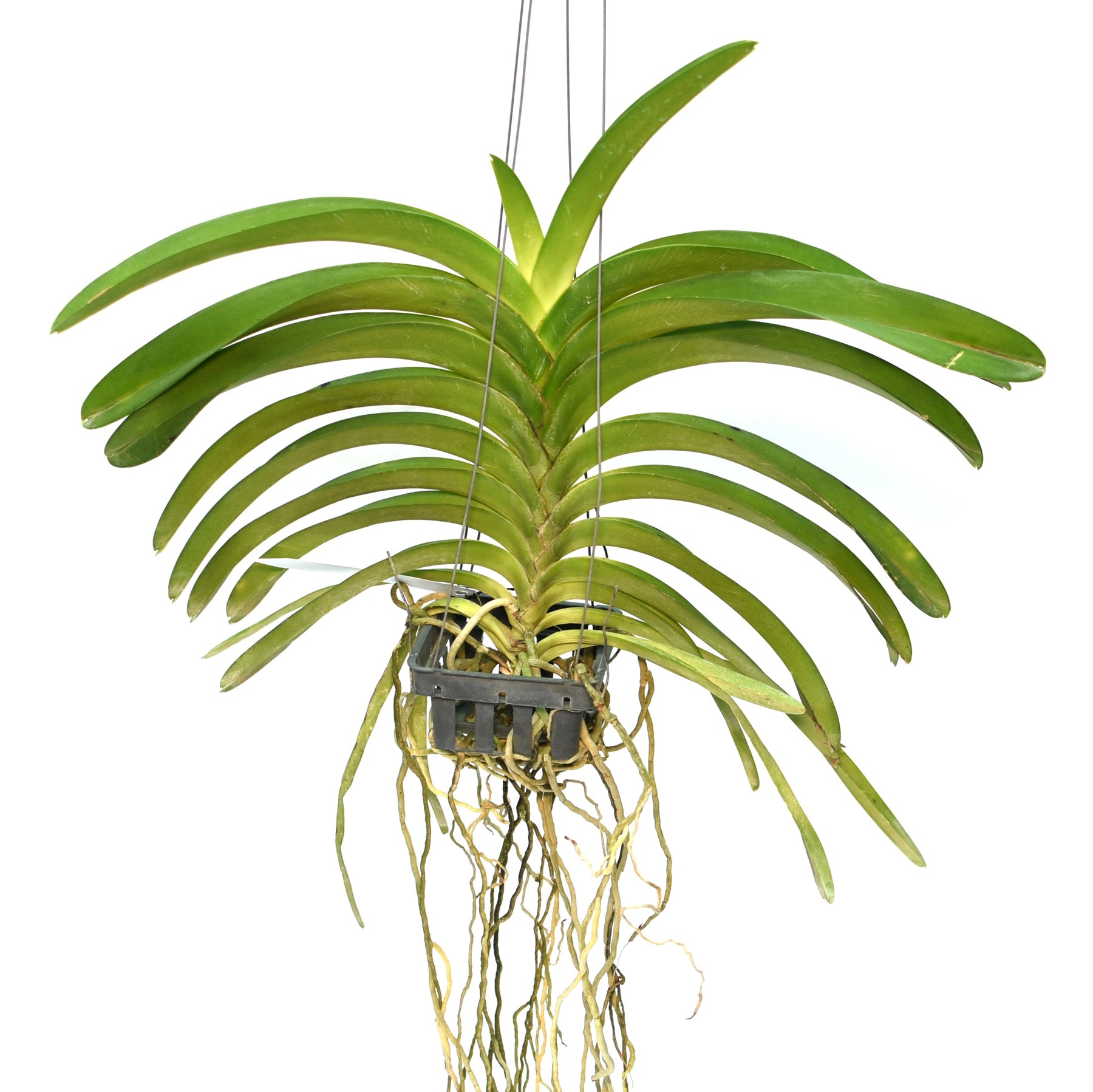 Vanda Taweesuksa x Somsri Pink (Two Tone)