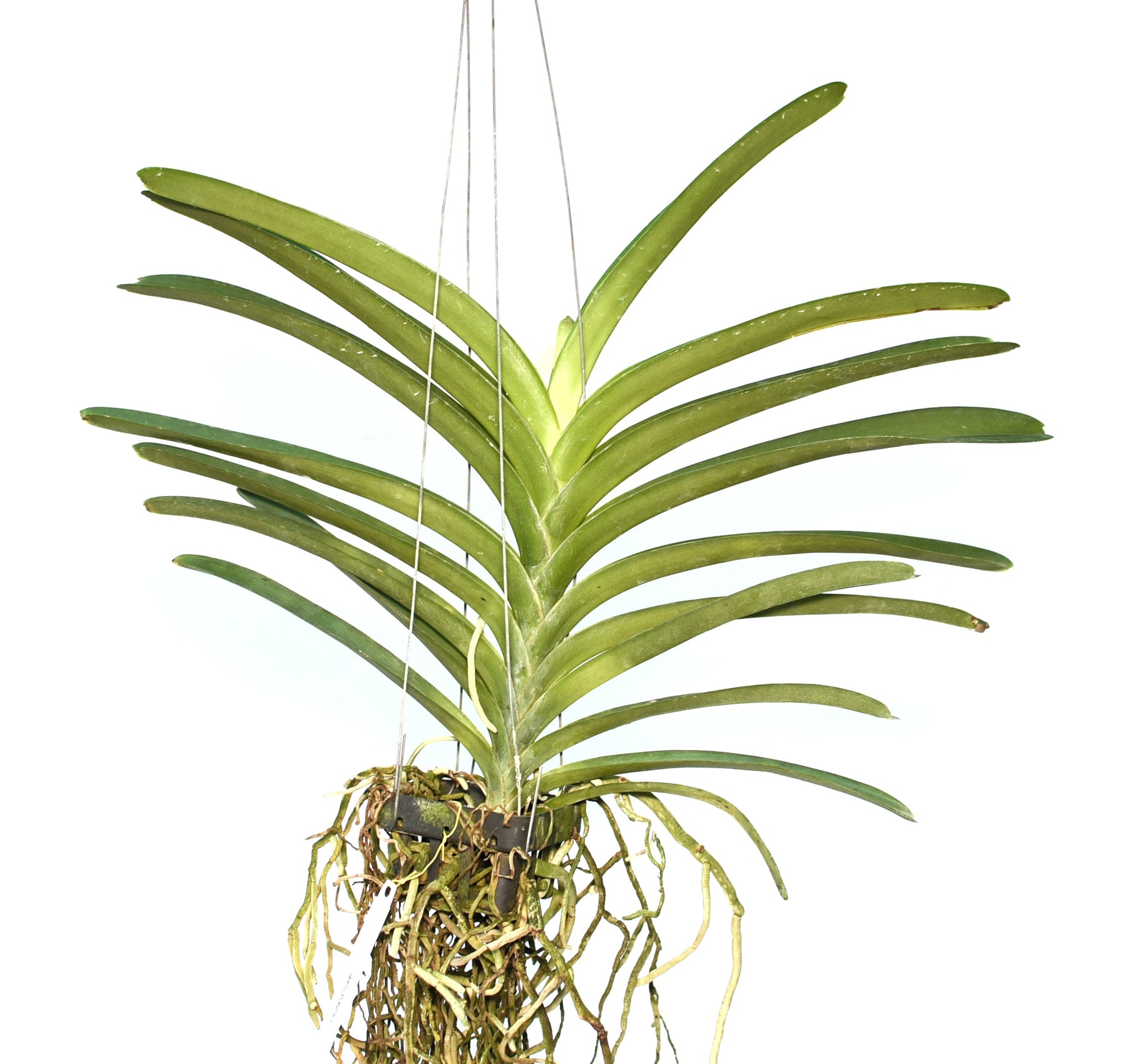 Vanda Kultana Scarlet