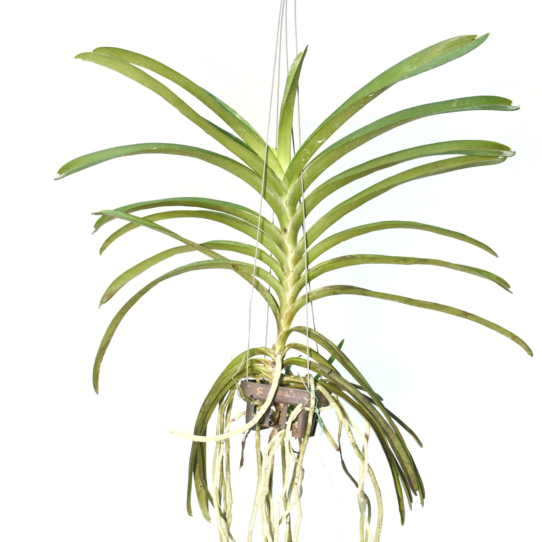 Vanda Ranu Gold x Noppron Gold