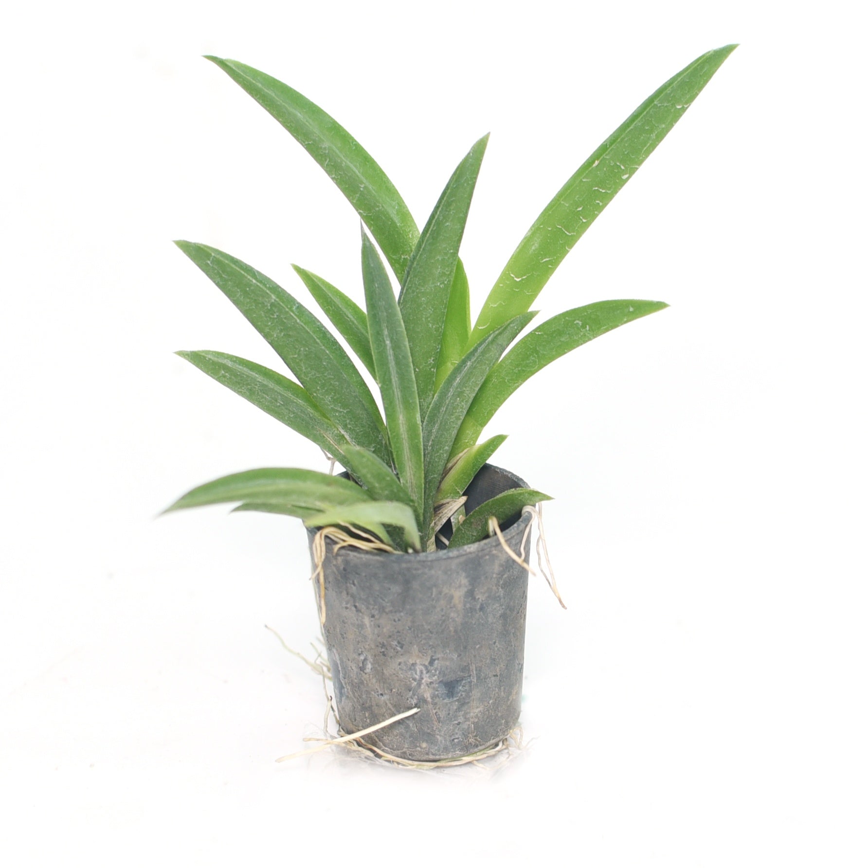 Tolumnia Jairak Rainbow 'Strawbery'