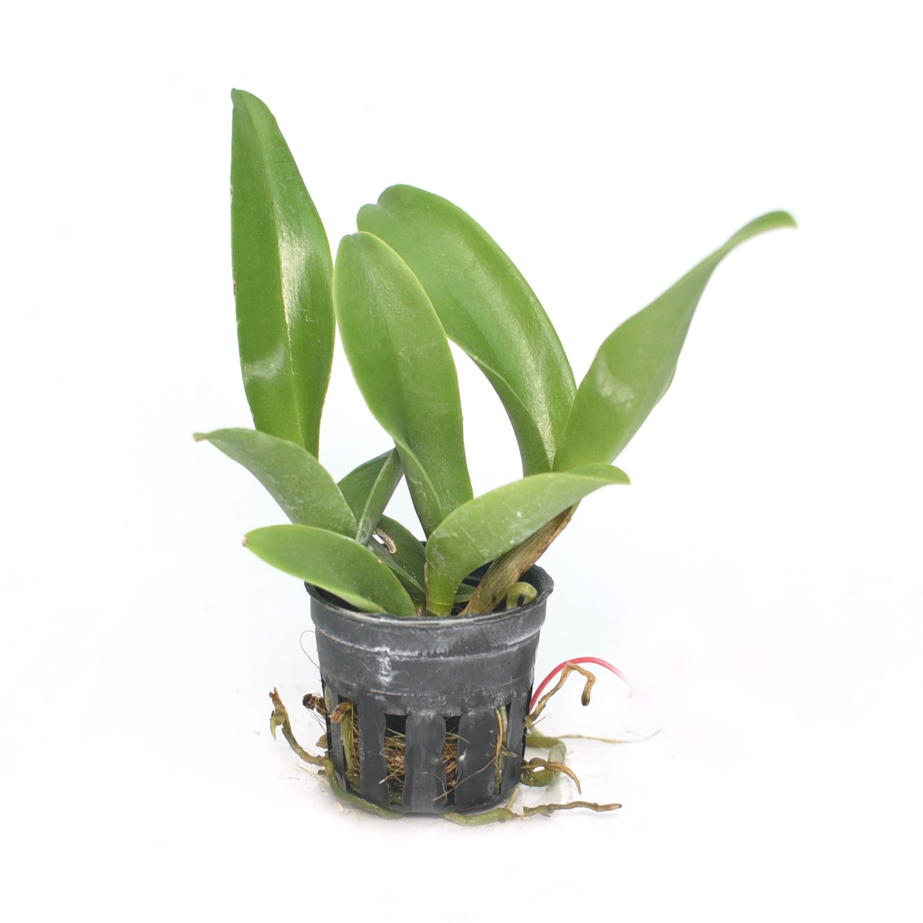 Rhynchobrassoleya Suwan Green