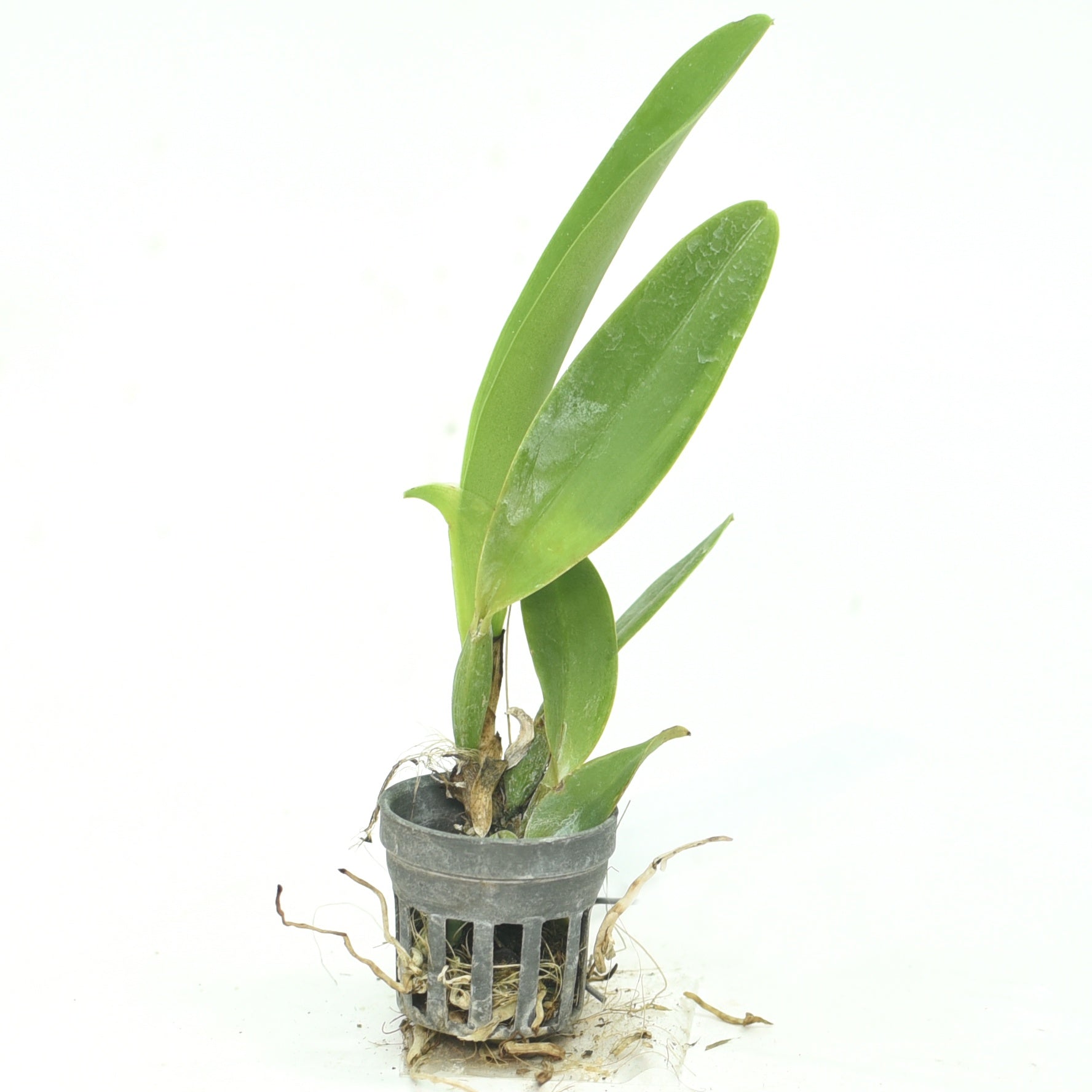 Cattleya Rungnapha Fancy no. 3