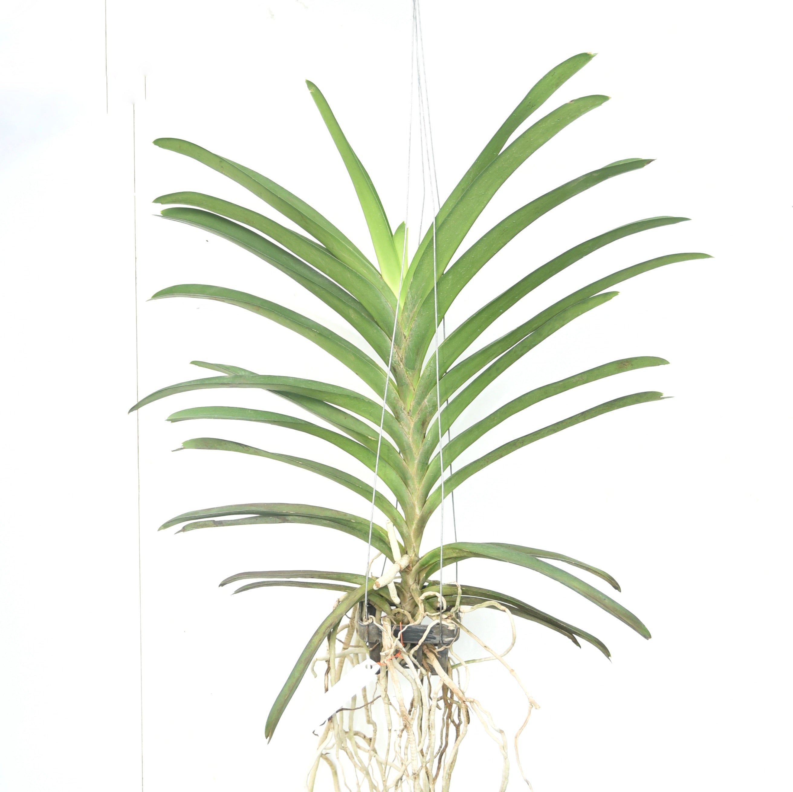 Vanda Nopporn White Diamond '717'