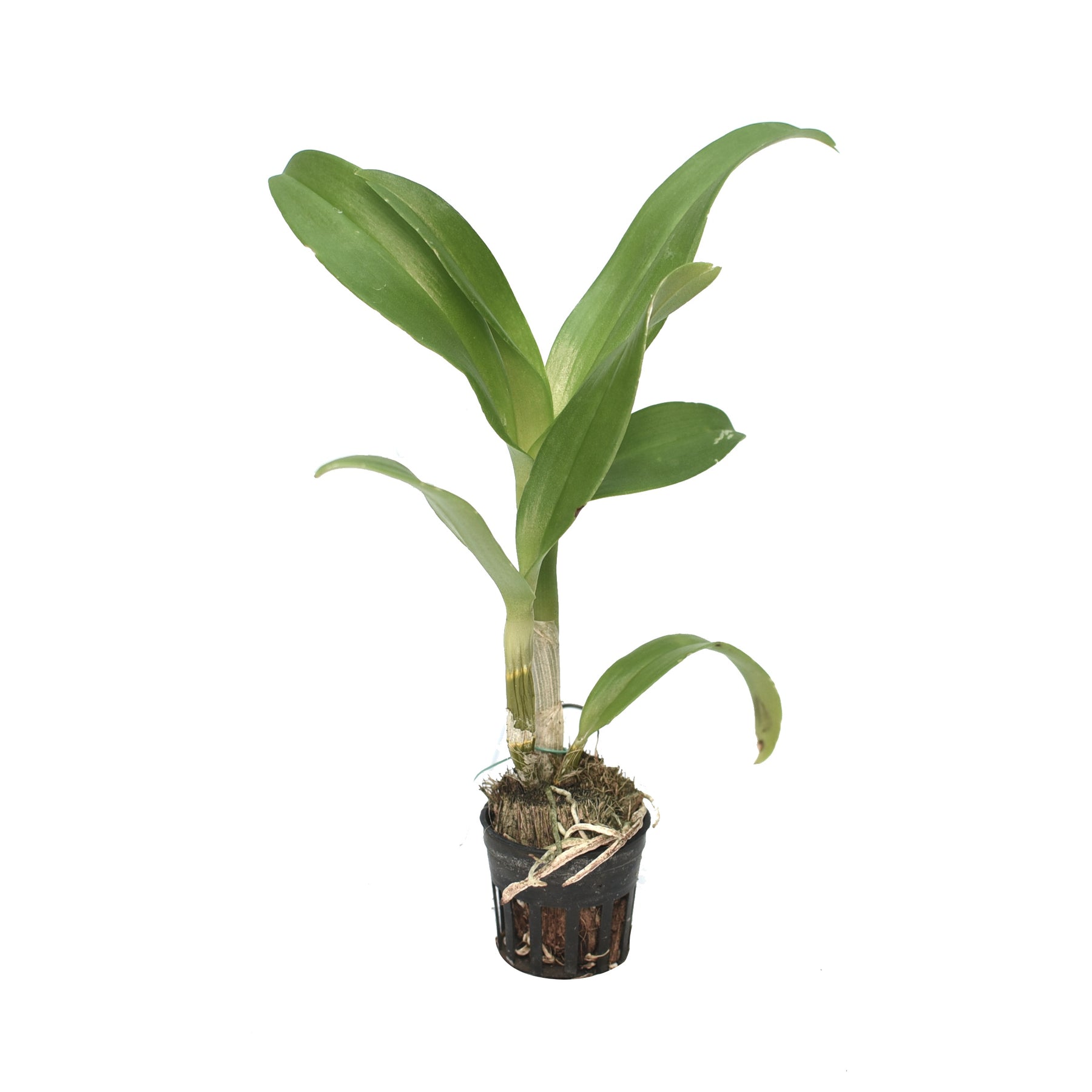 Dendrobium Thailand 'Mutation BOLD