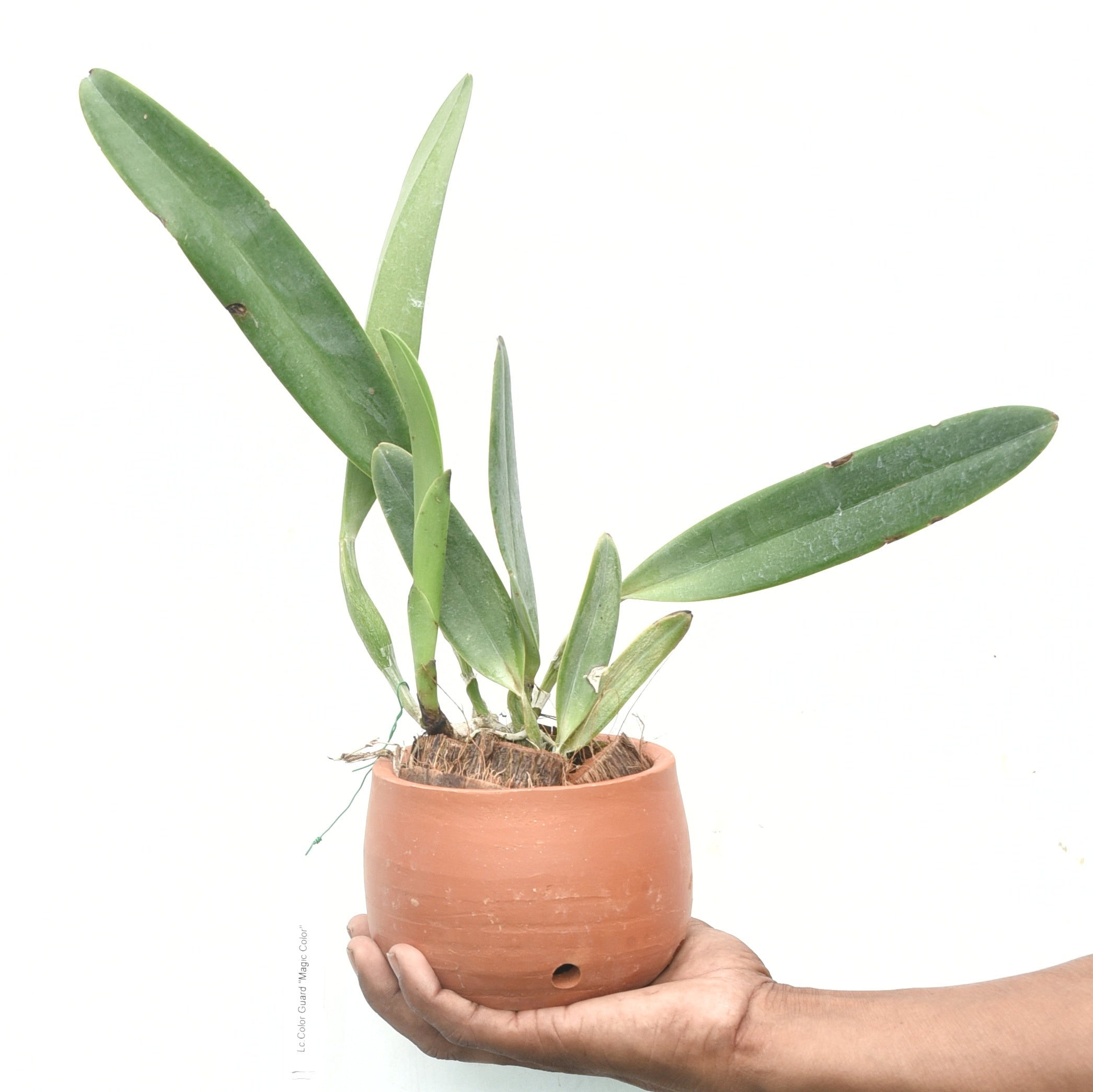 Cattleya Color Guard