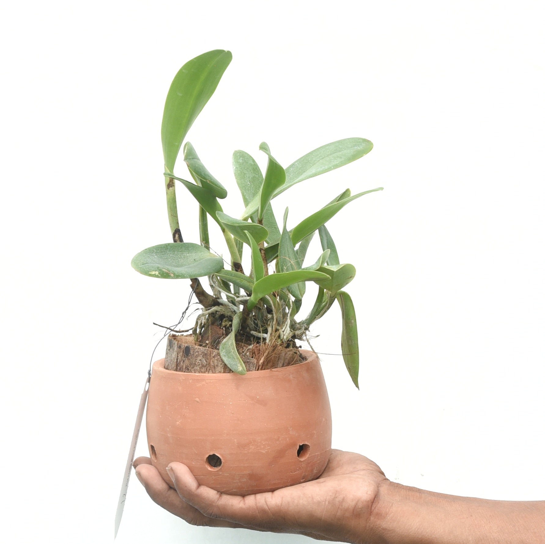 Pot.Hellia Biani Fereira