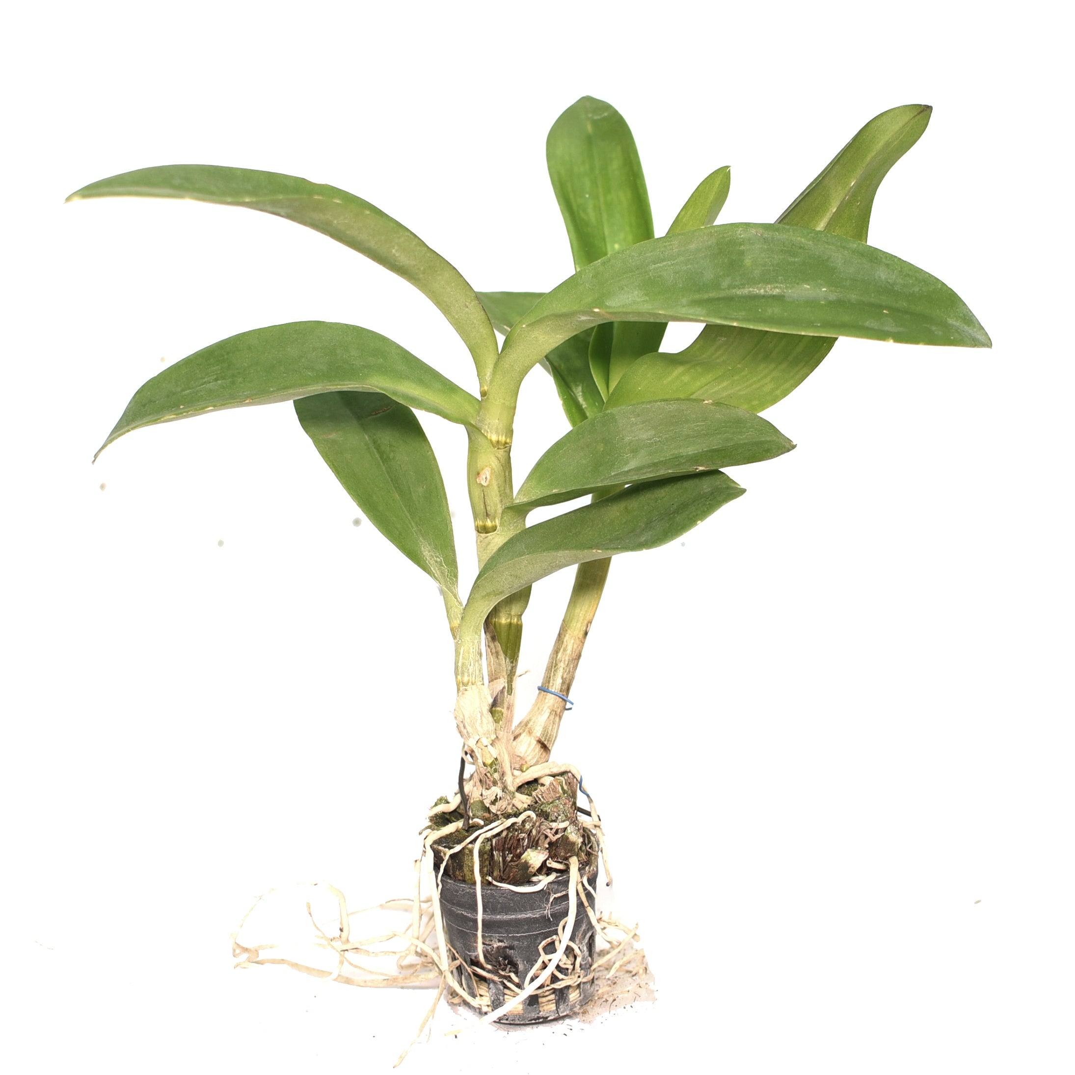 Dendrobium Jac Concert Red Twisted