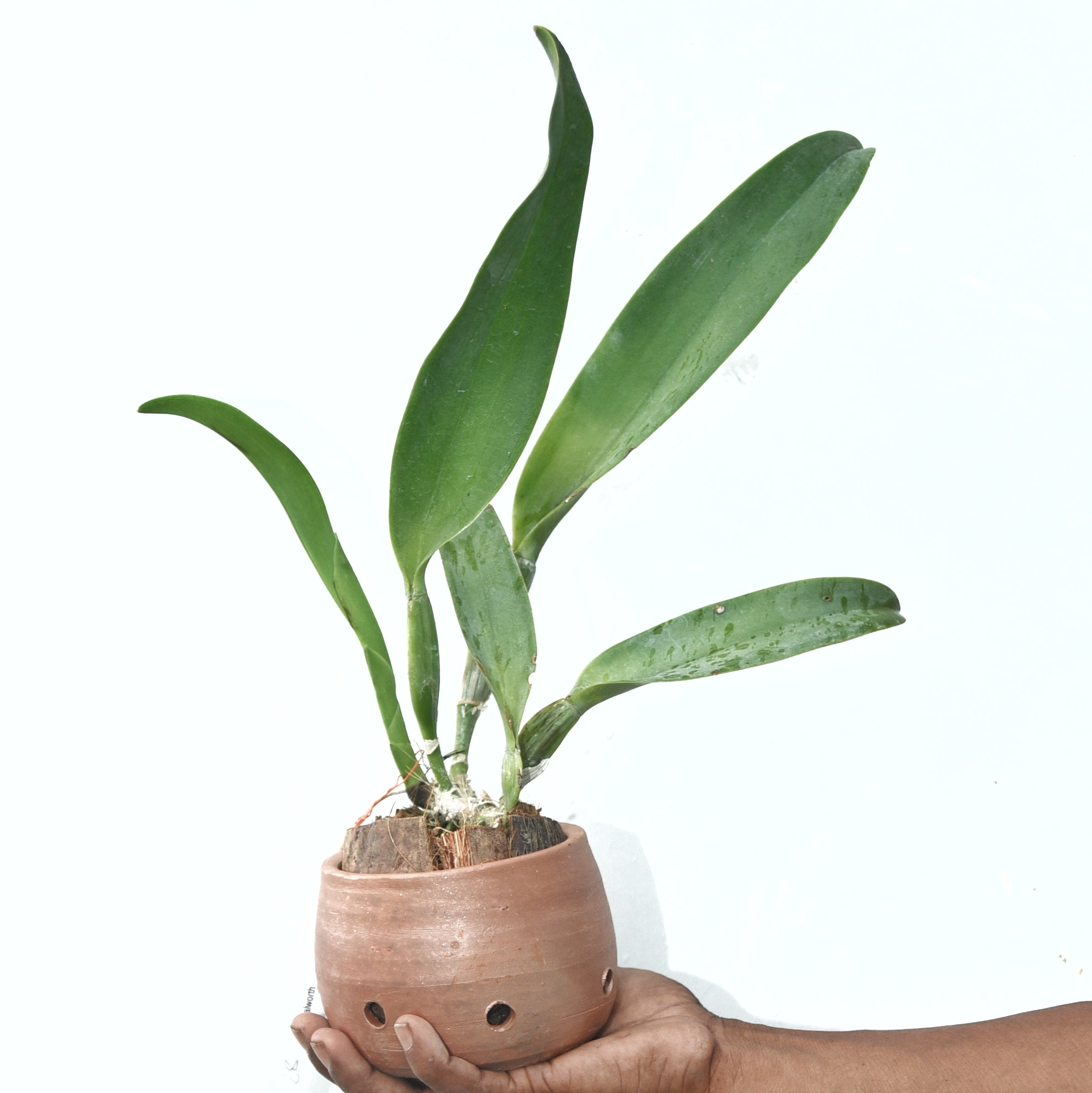 Rhyncholaeliocattleya Malworth