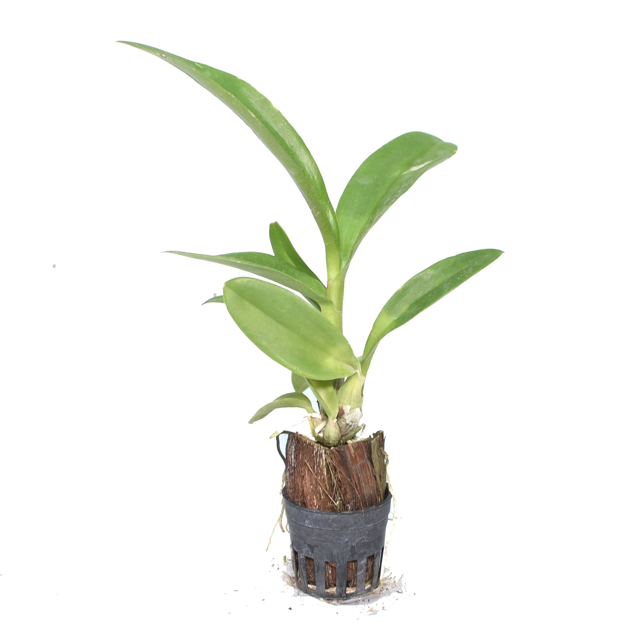 Dendrobium Jac Concert Pink Twisted