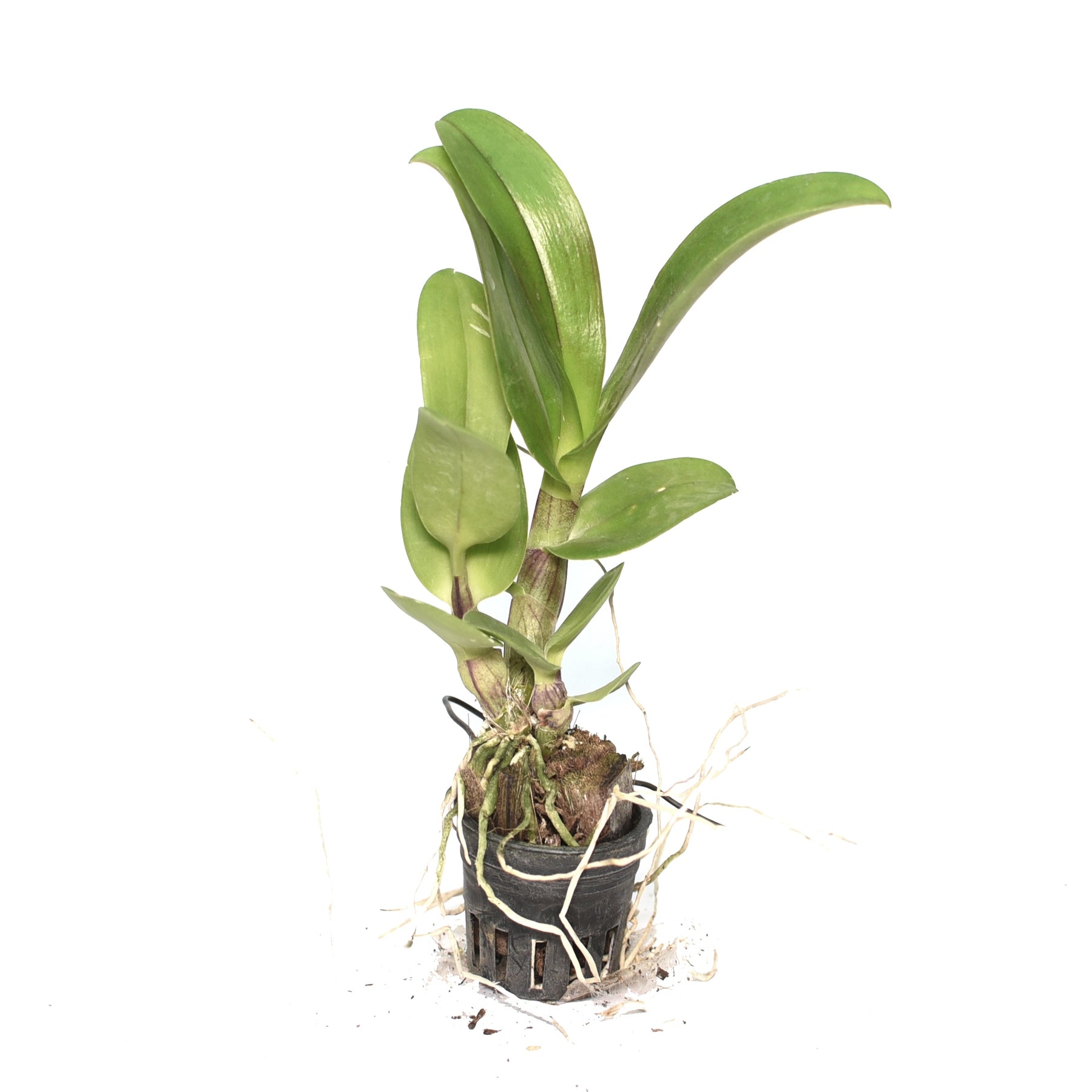 Dendrobium Lipstick