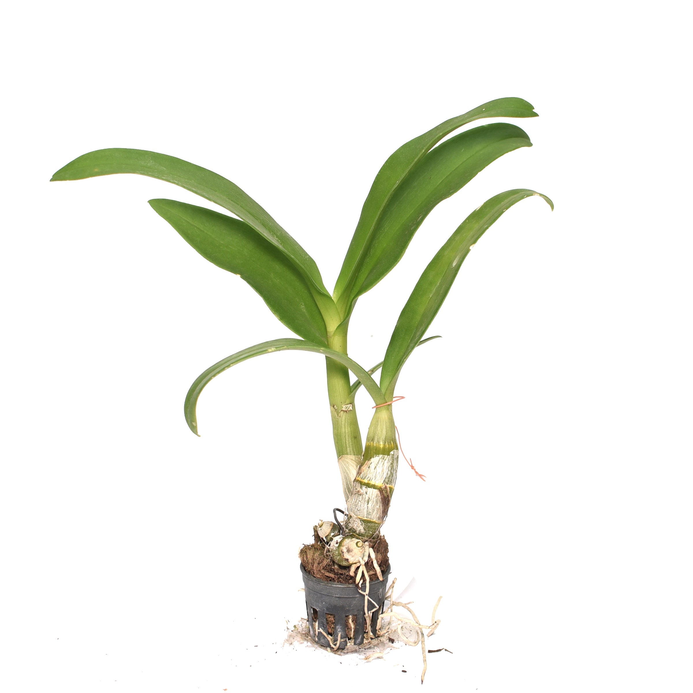 Dendrobium Blue Planet