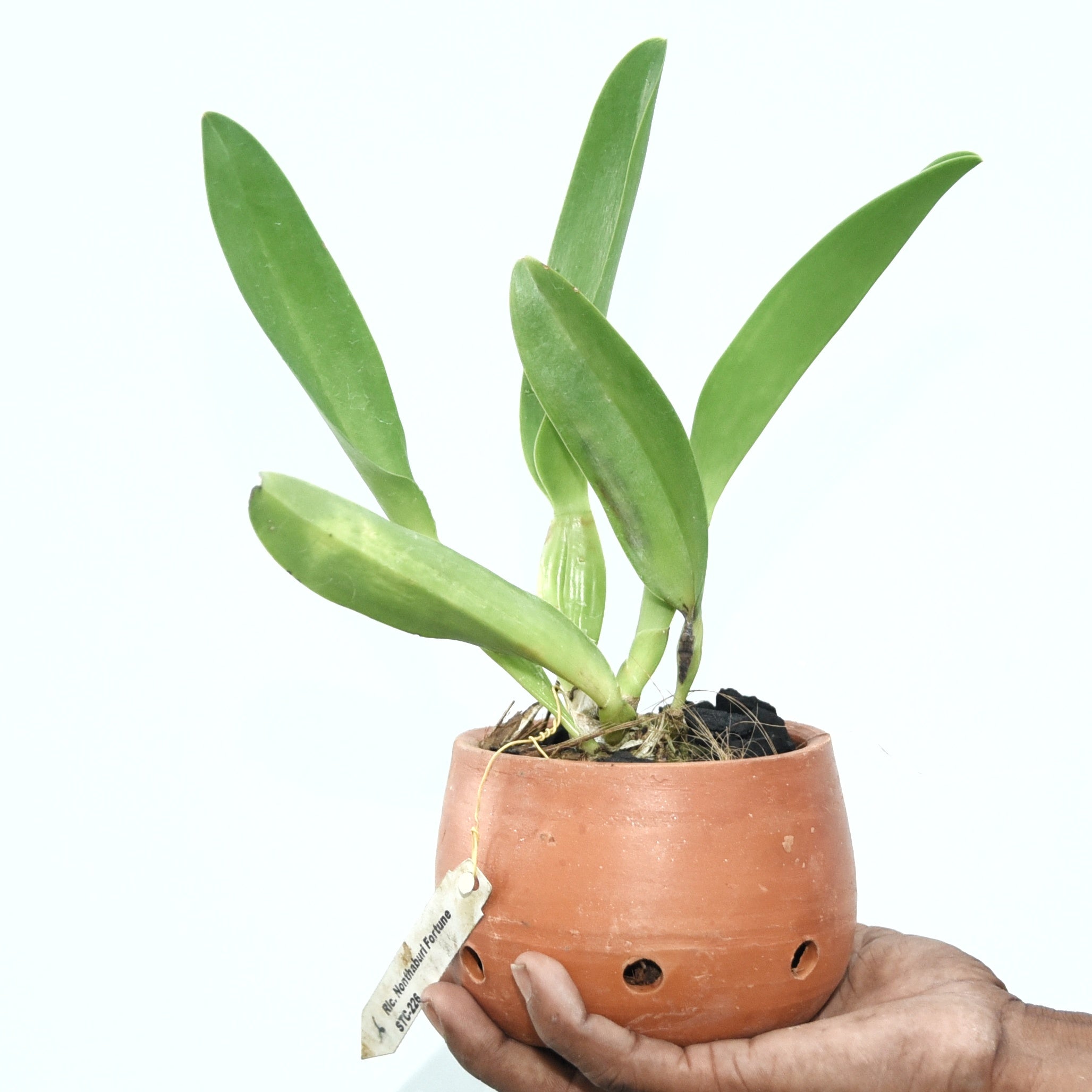 Rhyncholaeliocattleya Nonthaburi Fortune