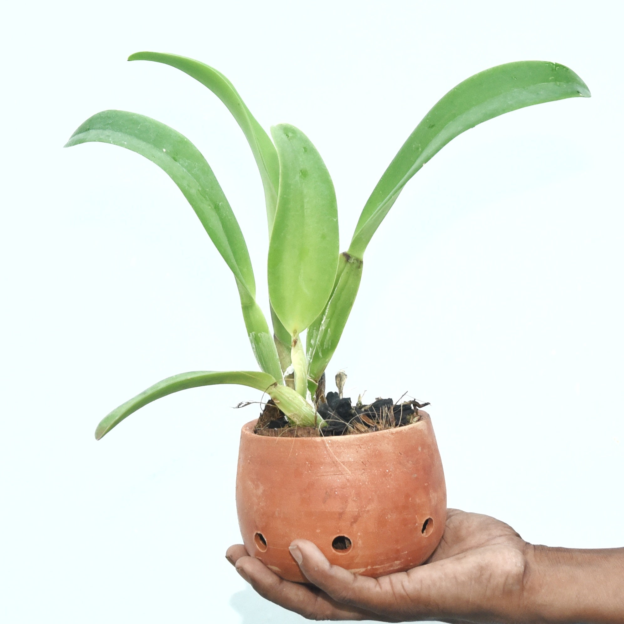 Rhyncholaeliocattleya Chia Lin x Digbyana