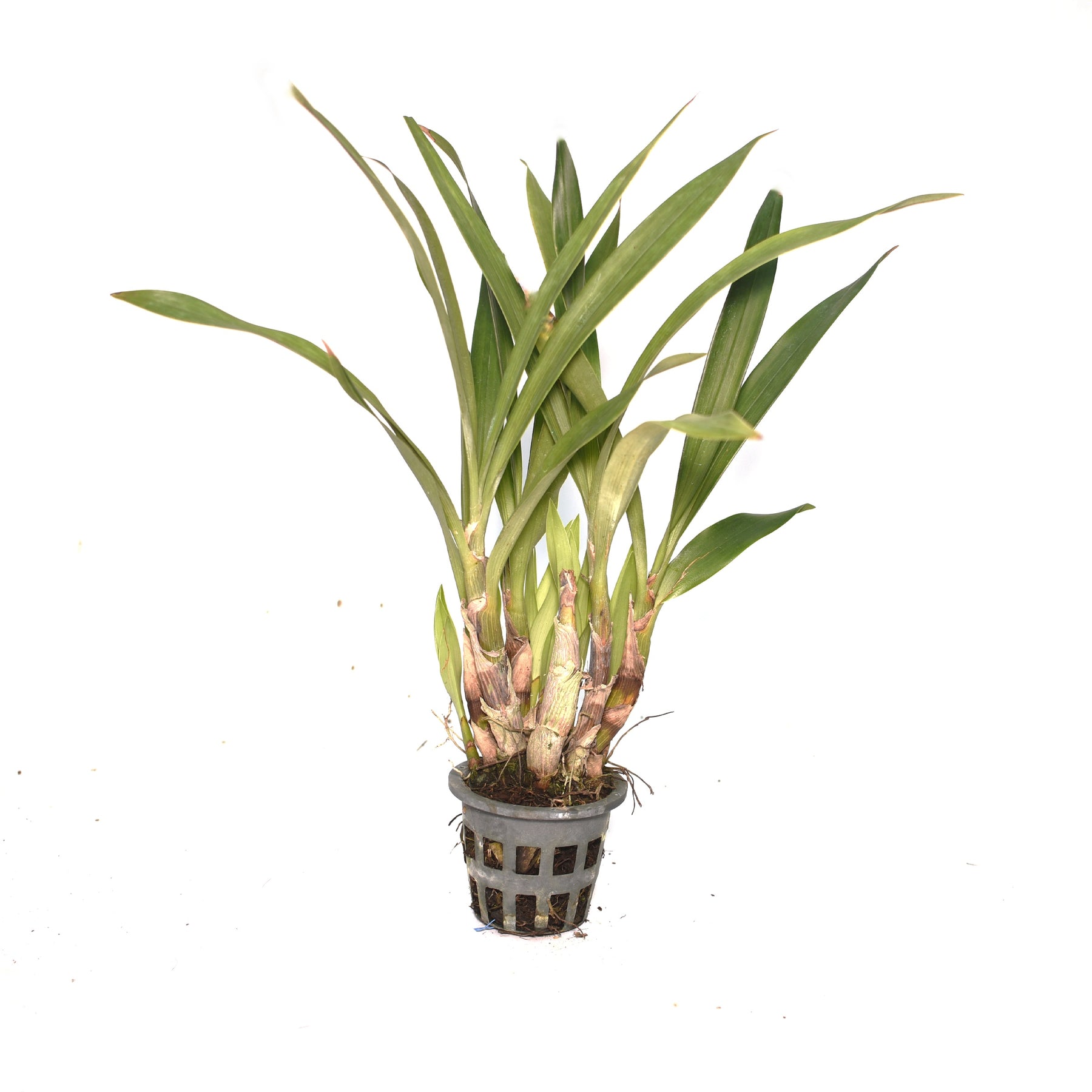Eria Densa (Pinalia Densa)