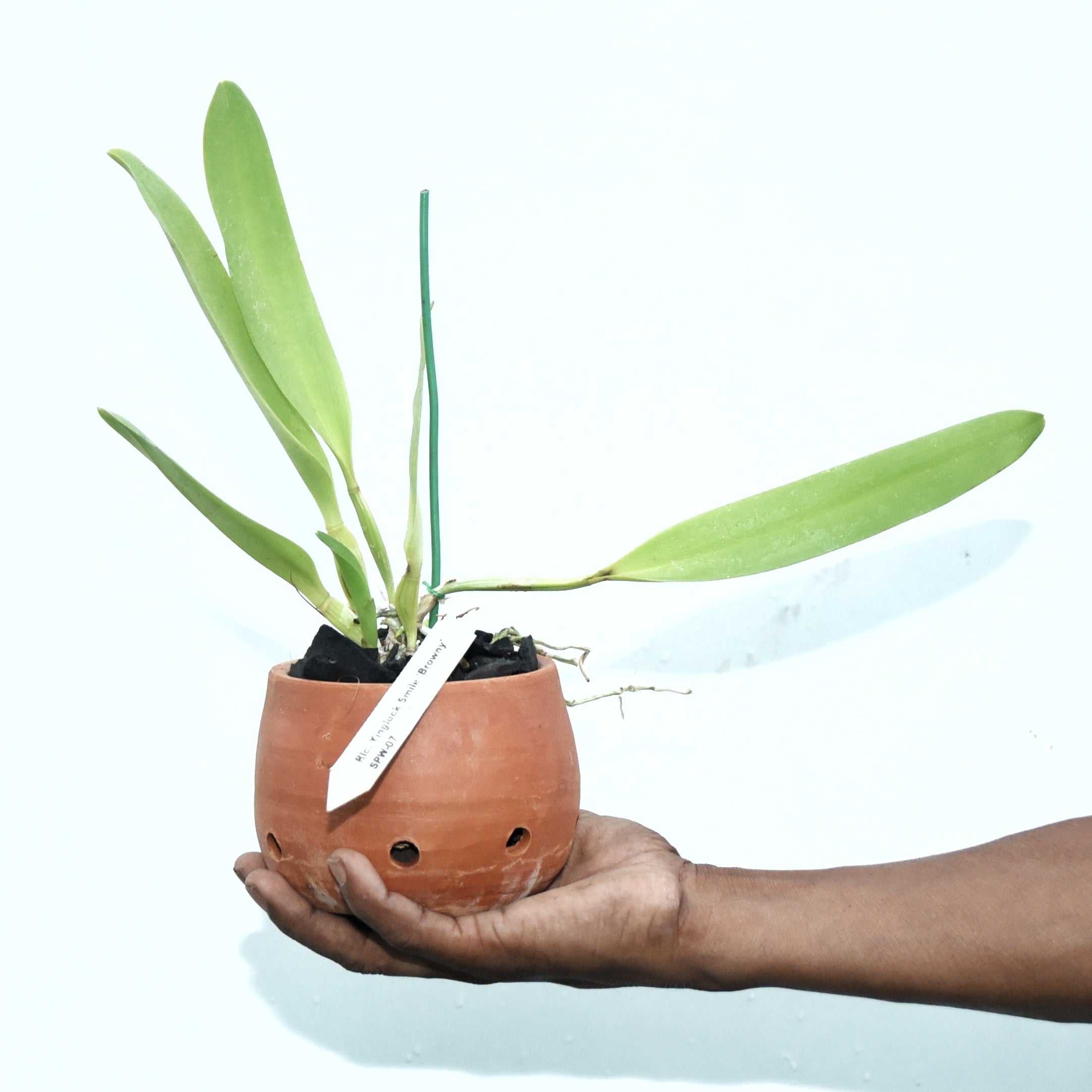 Cattleya Yingluck Smile