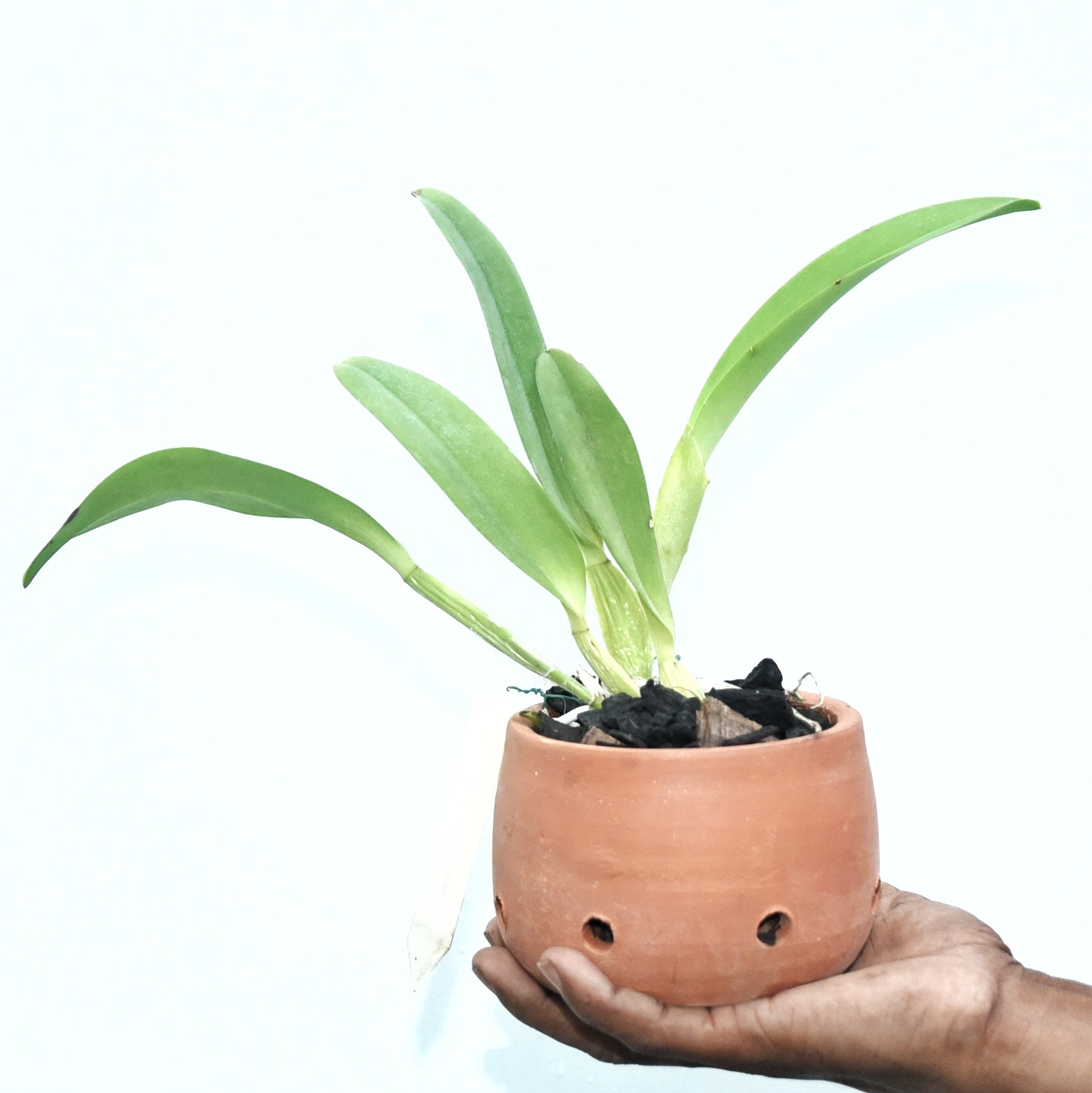 Cattleya Hiroshima Melody 'Blue Genie'